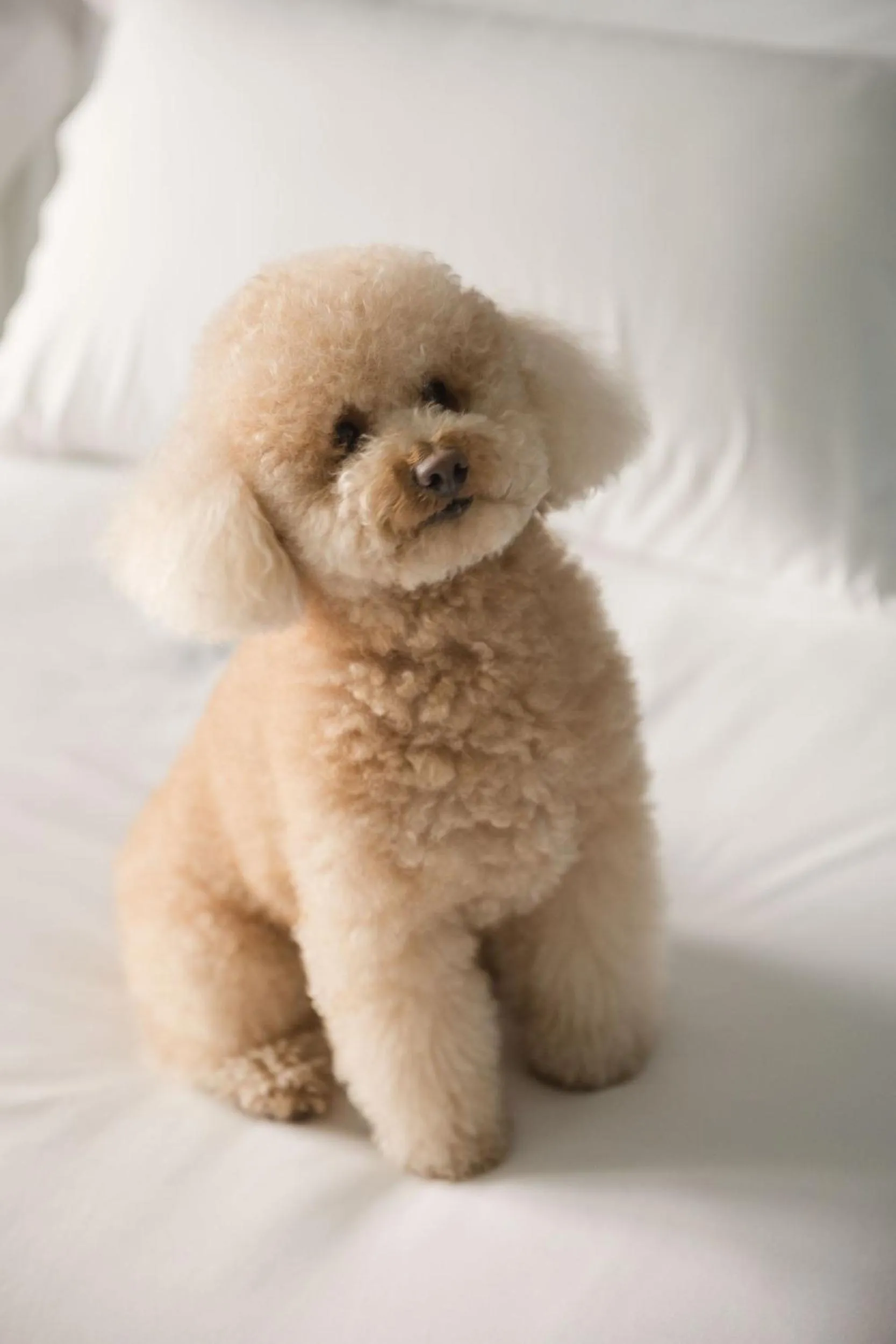 pet friendly in Hotel Pamplona Plaza