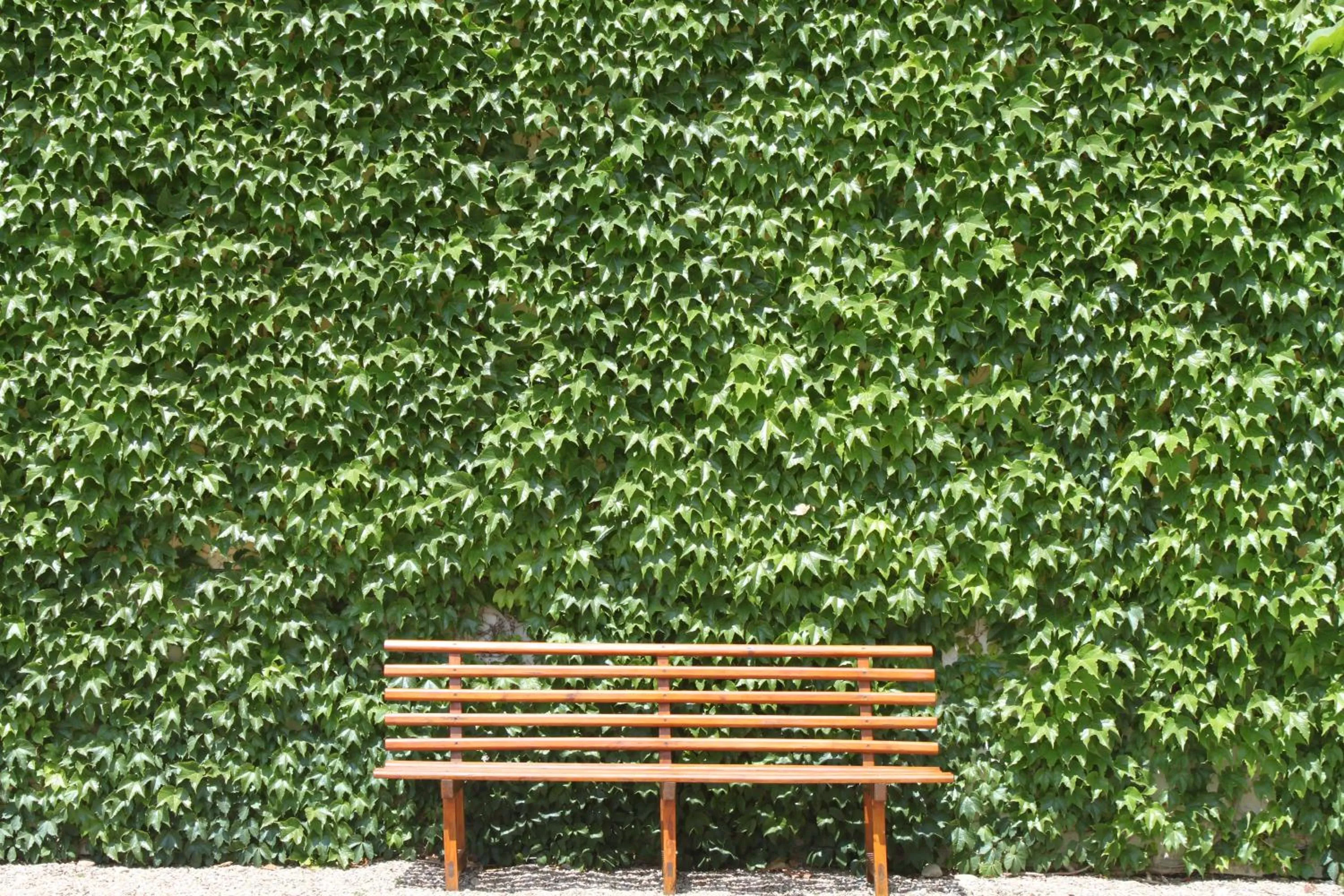 Garden in Hospedería de Alesves