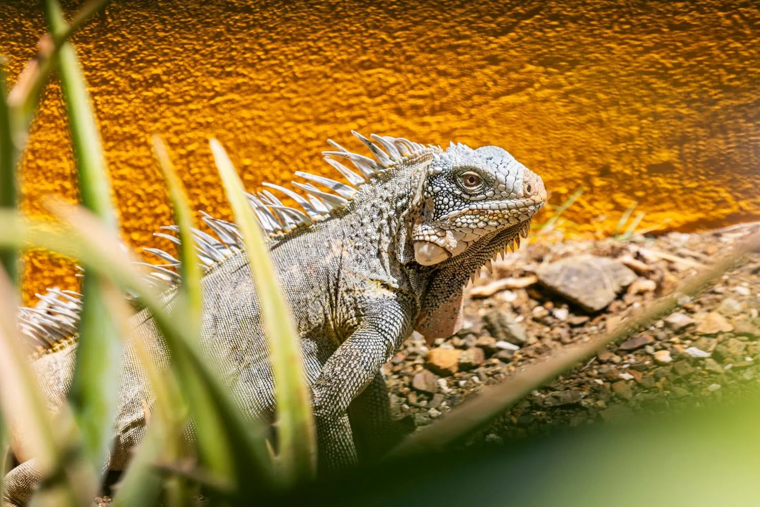 Garden in Boutique Hotel Wanapa - Adult Friendly - 14 years and older