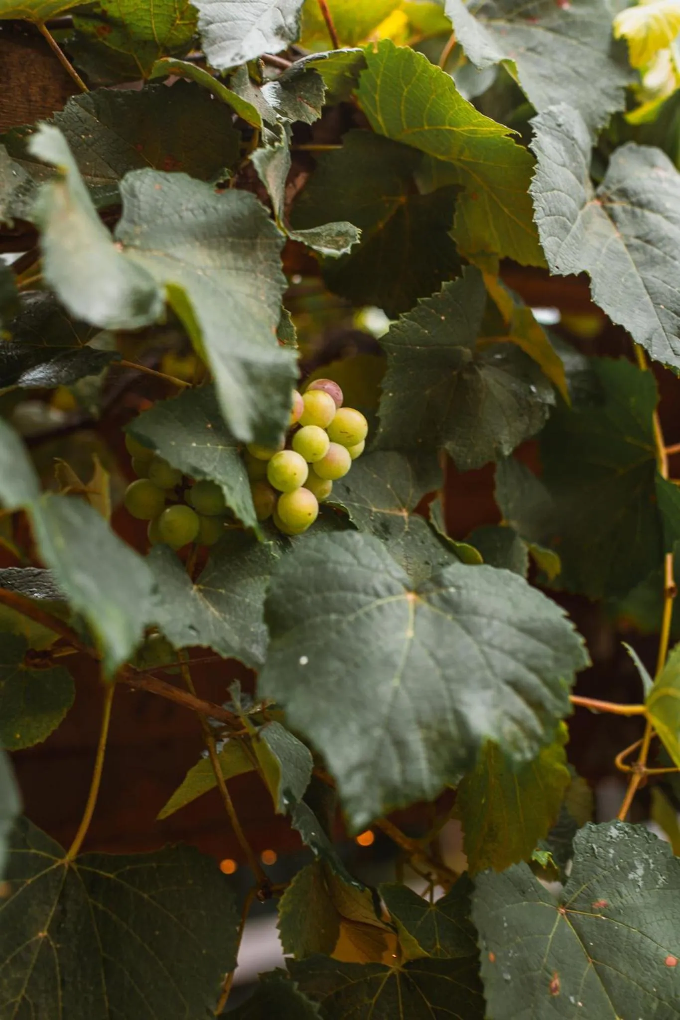 Garden in Lukinhas Pousada