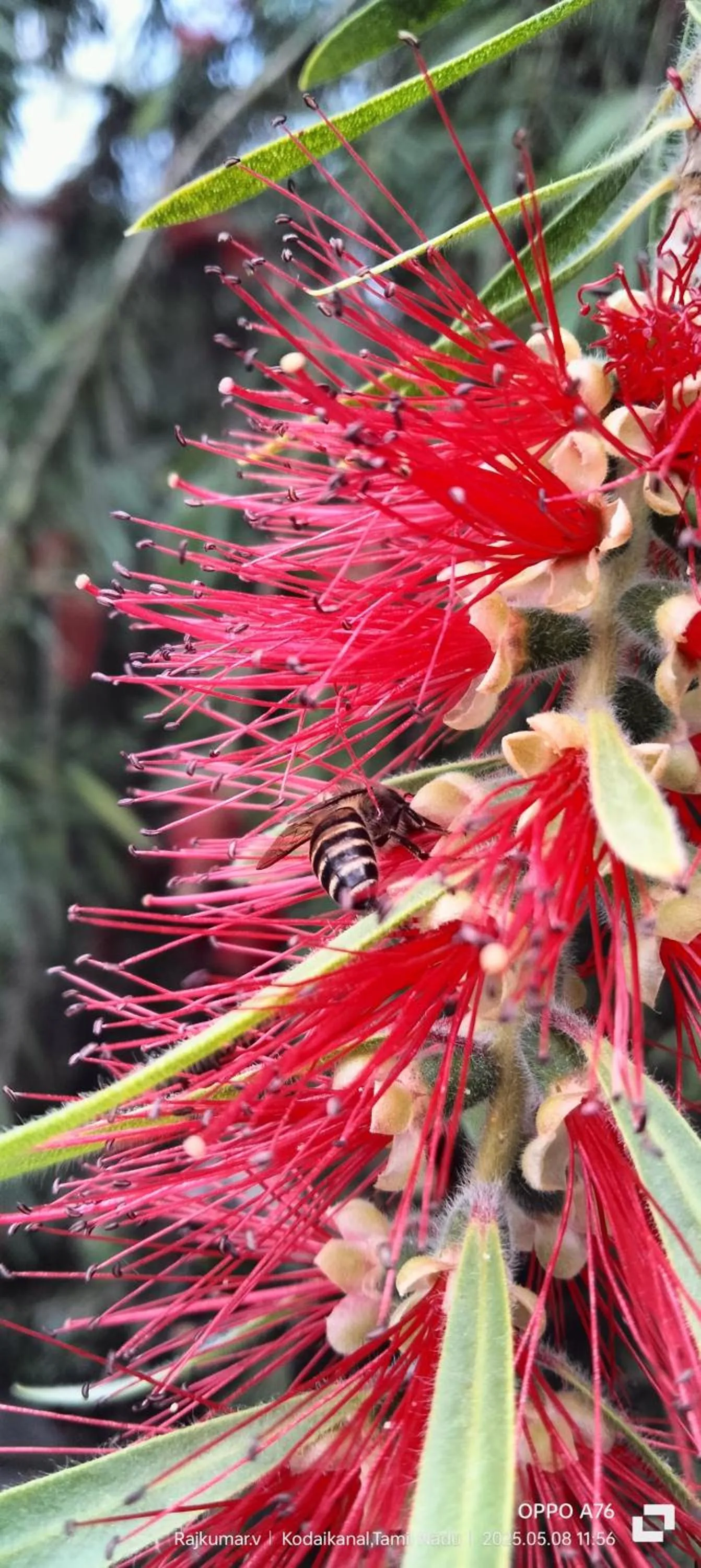 Garden in 4REST INN PRIVATE LIMITED