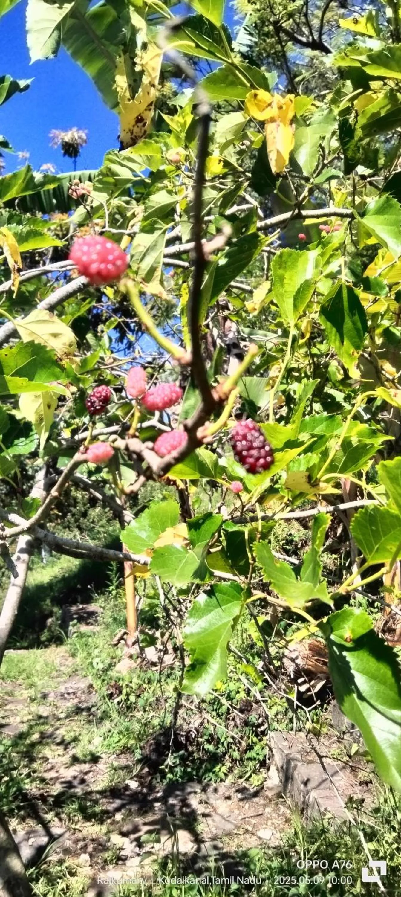 Garden in 4REST INN PRIVATE LIMITED