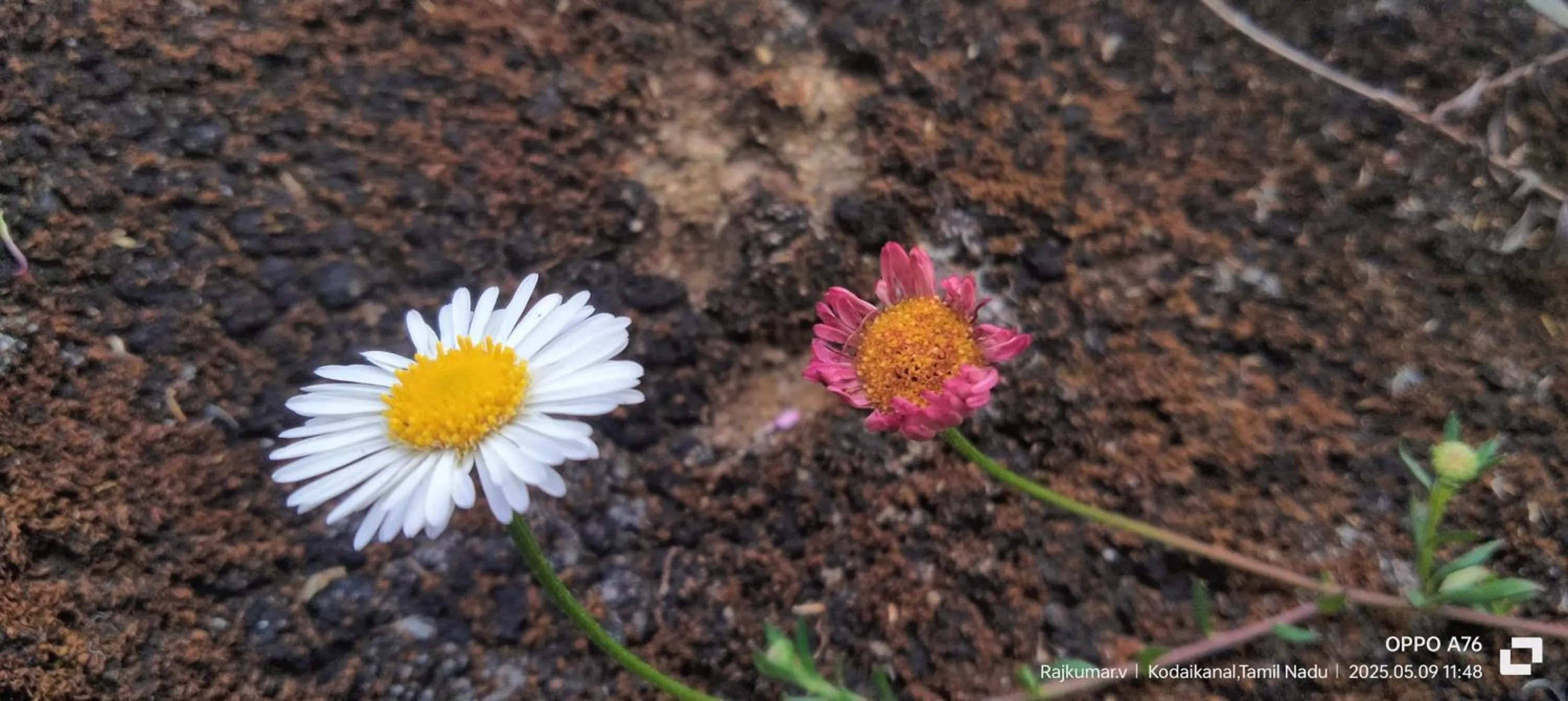 Garden in 4REST INN PRIVATE LIMITED