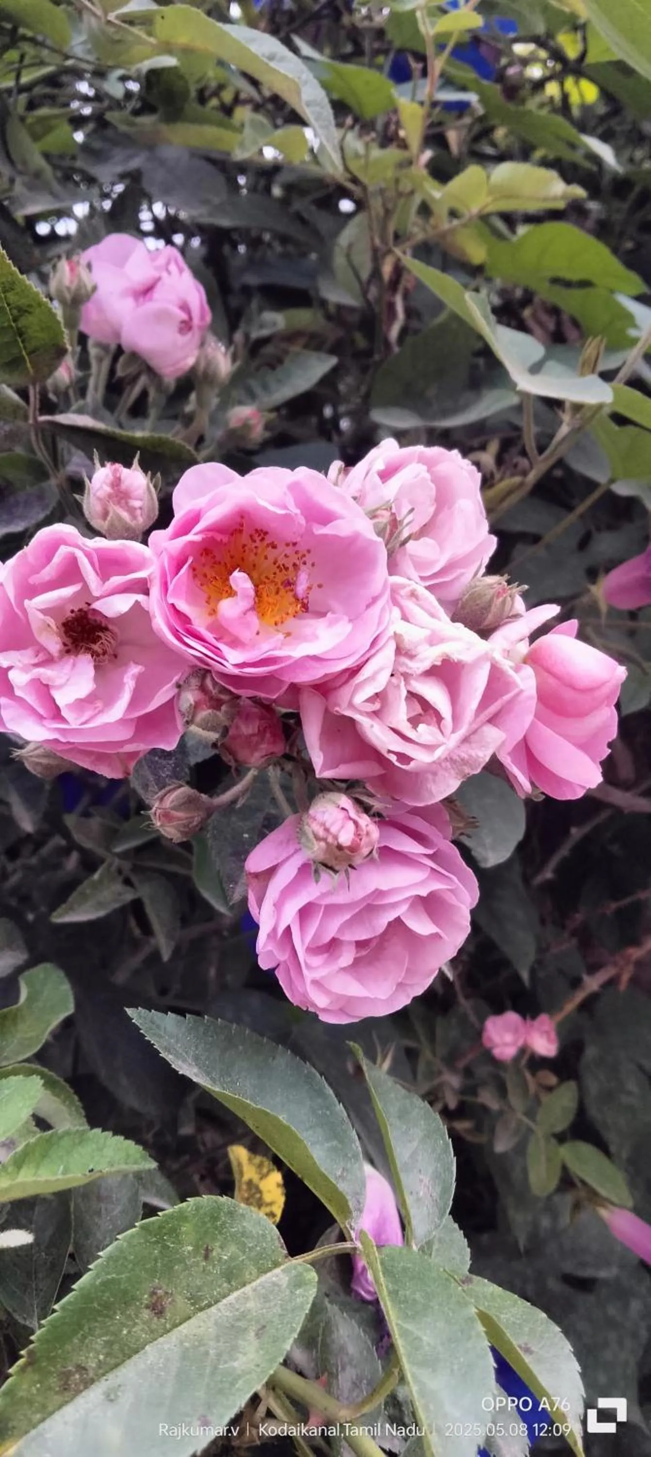 Garden in 4REST INN PRIVATE LIMITED