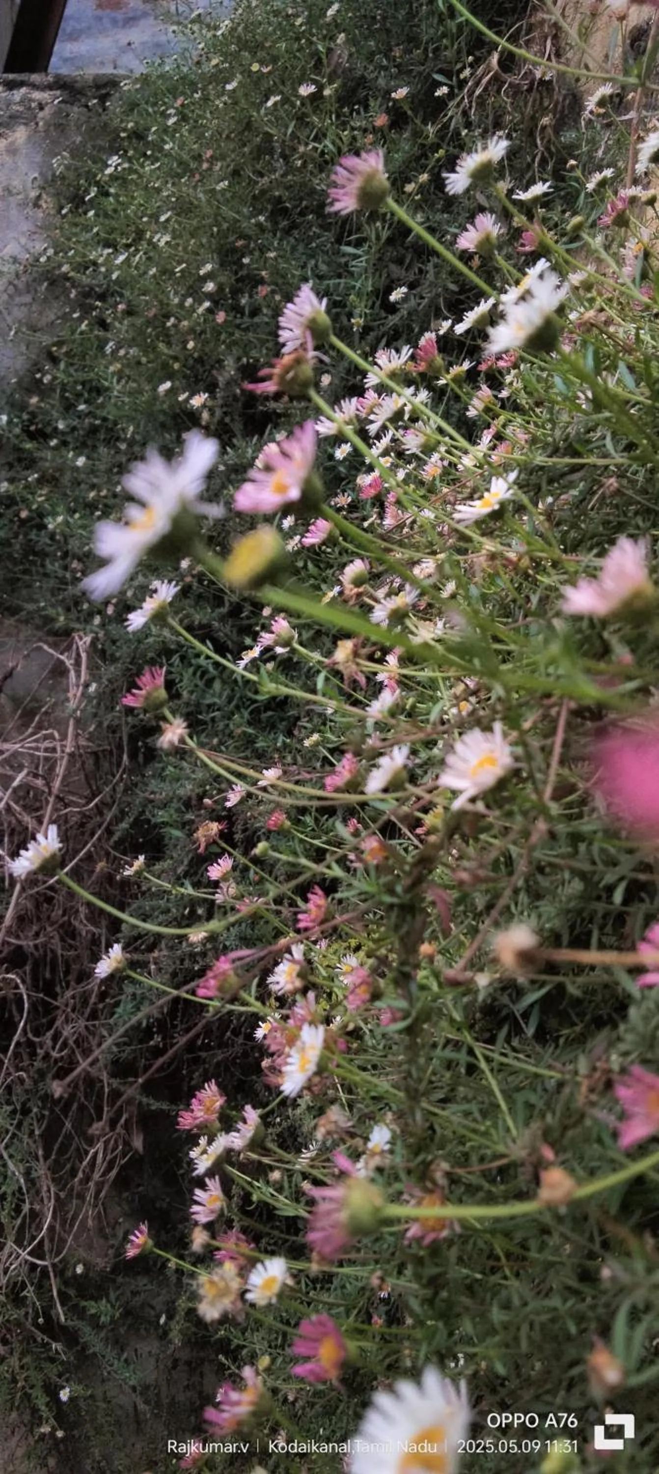 Garden in 4REST INN PRIVATE LIMITED