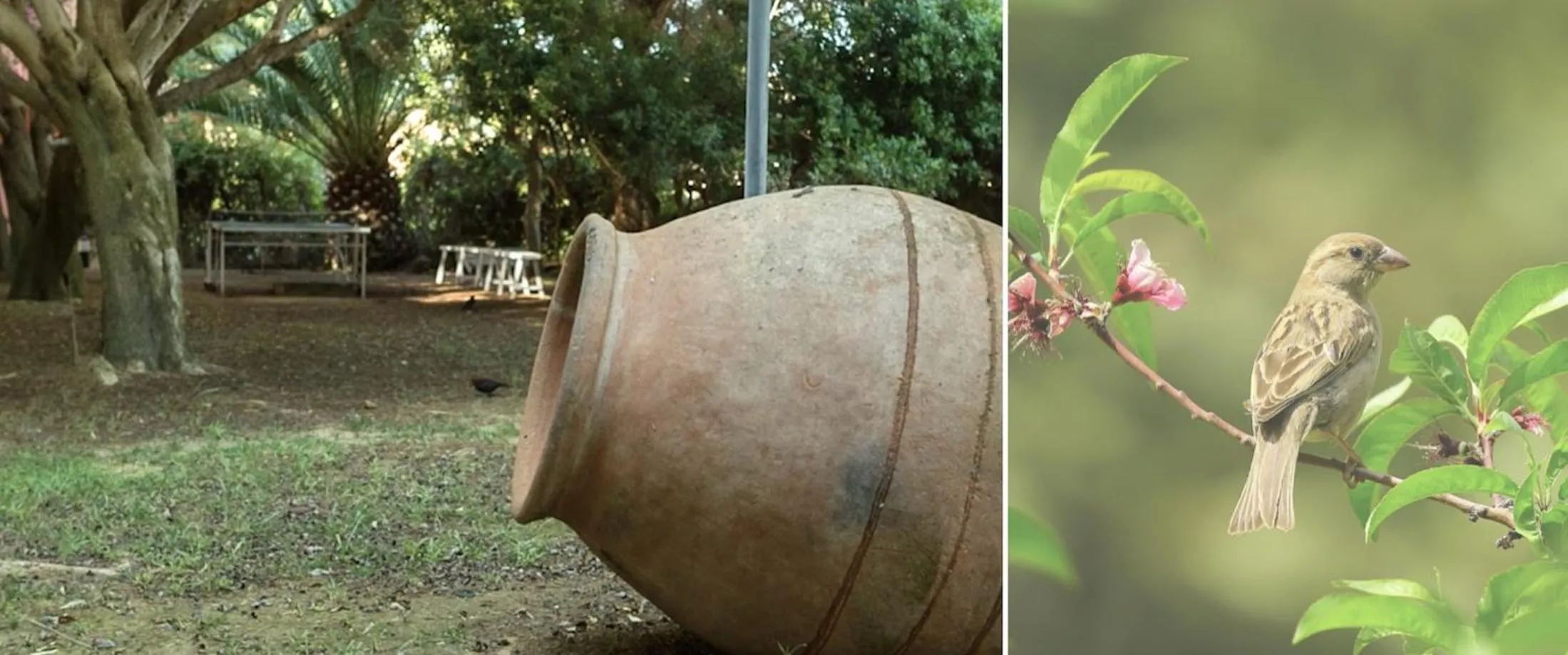Garden in Es Baulo Petit Hotel