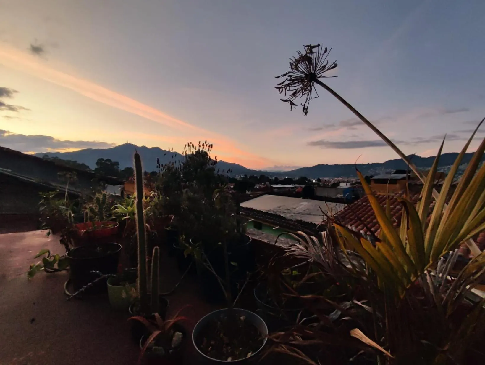 Spring in Casa Satoshi