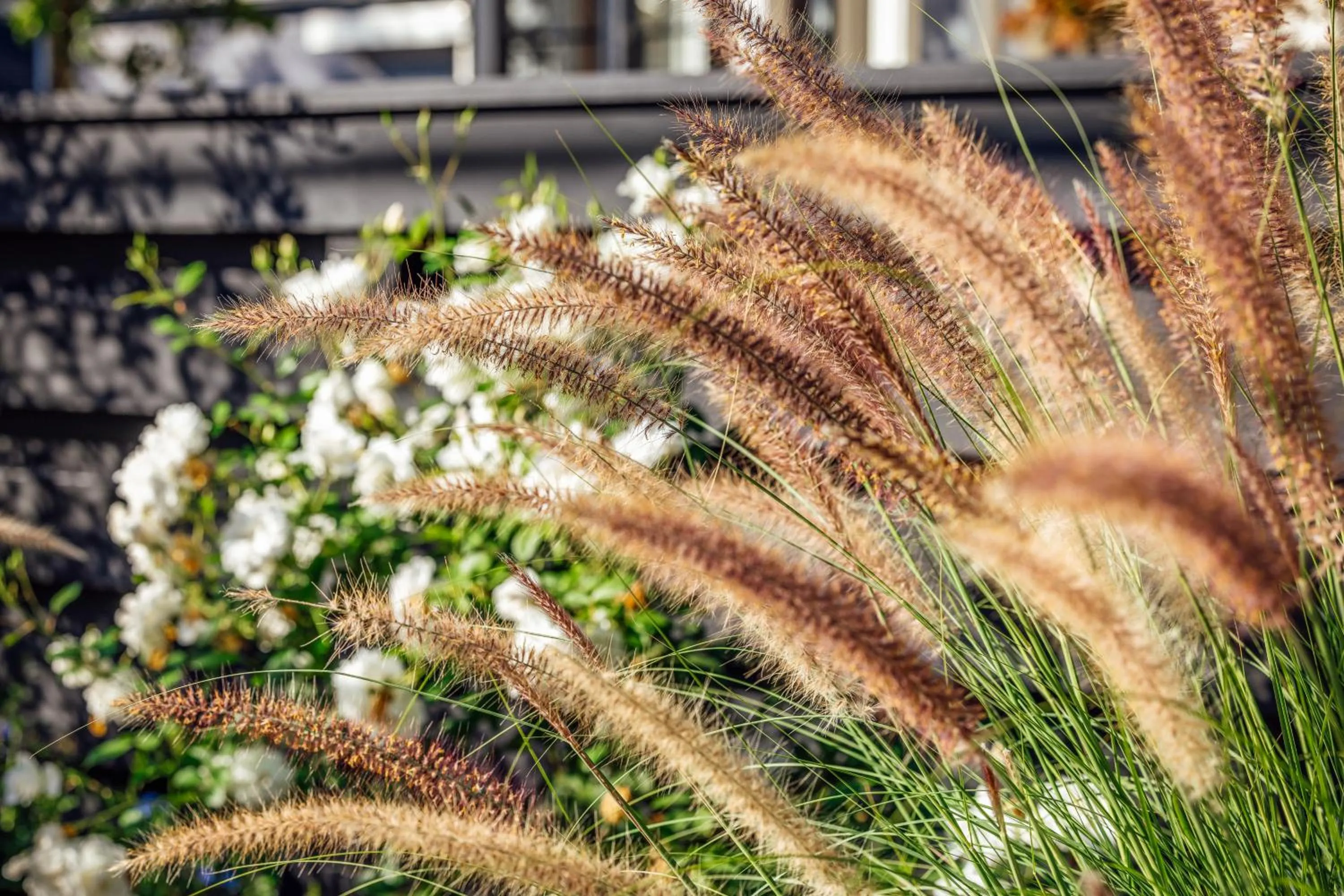 Garden view in The Ruse