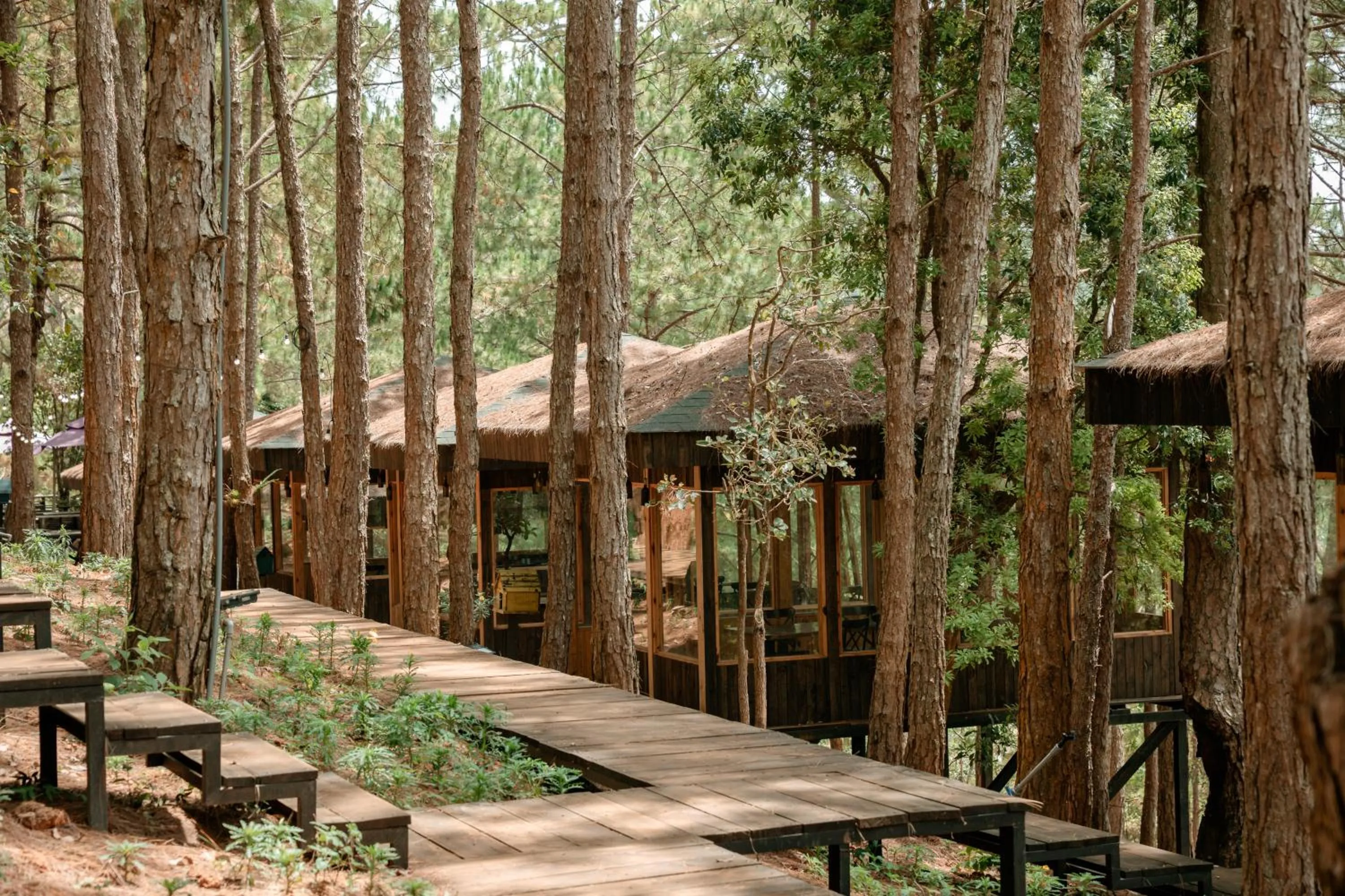 Spring in Lavender Dalat Hotel and Resorts