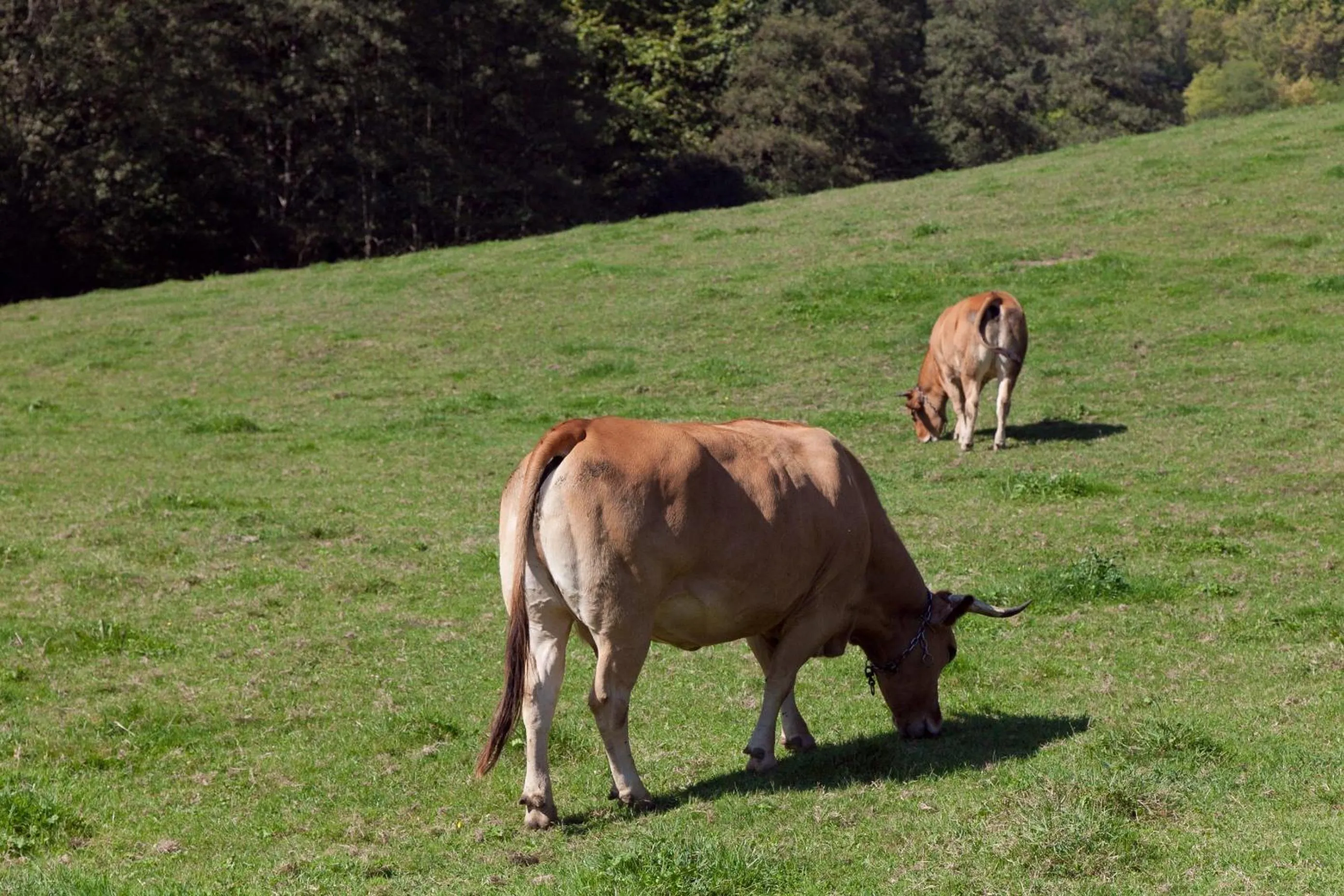 Pets in Hotel Antsotegi