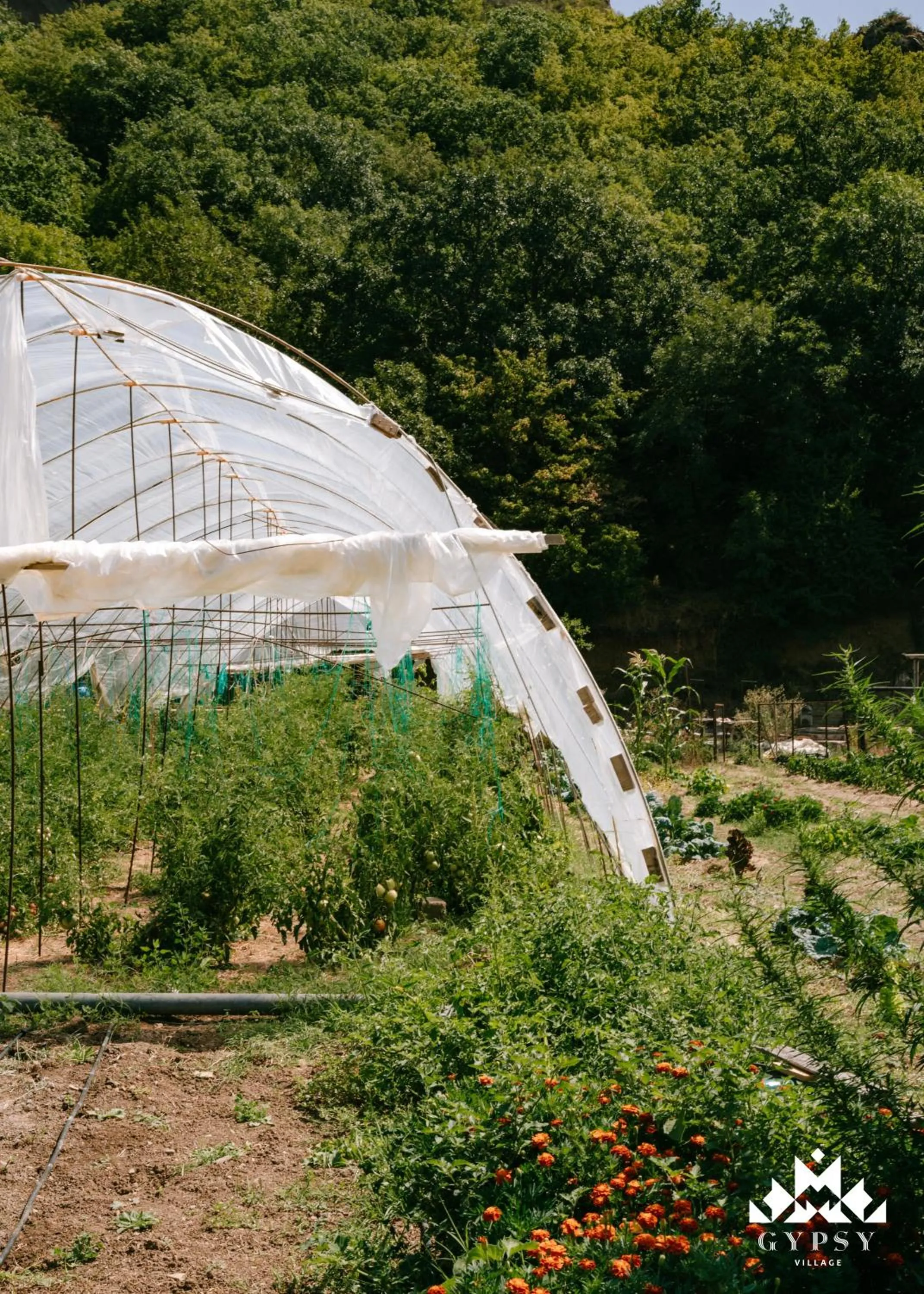 Natural landscape in Gipsy Village Park Hotel