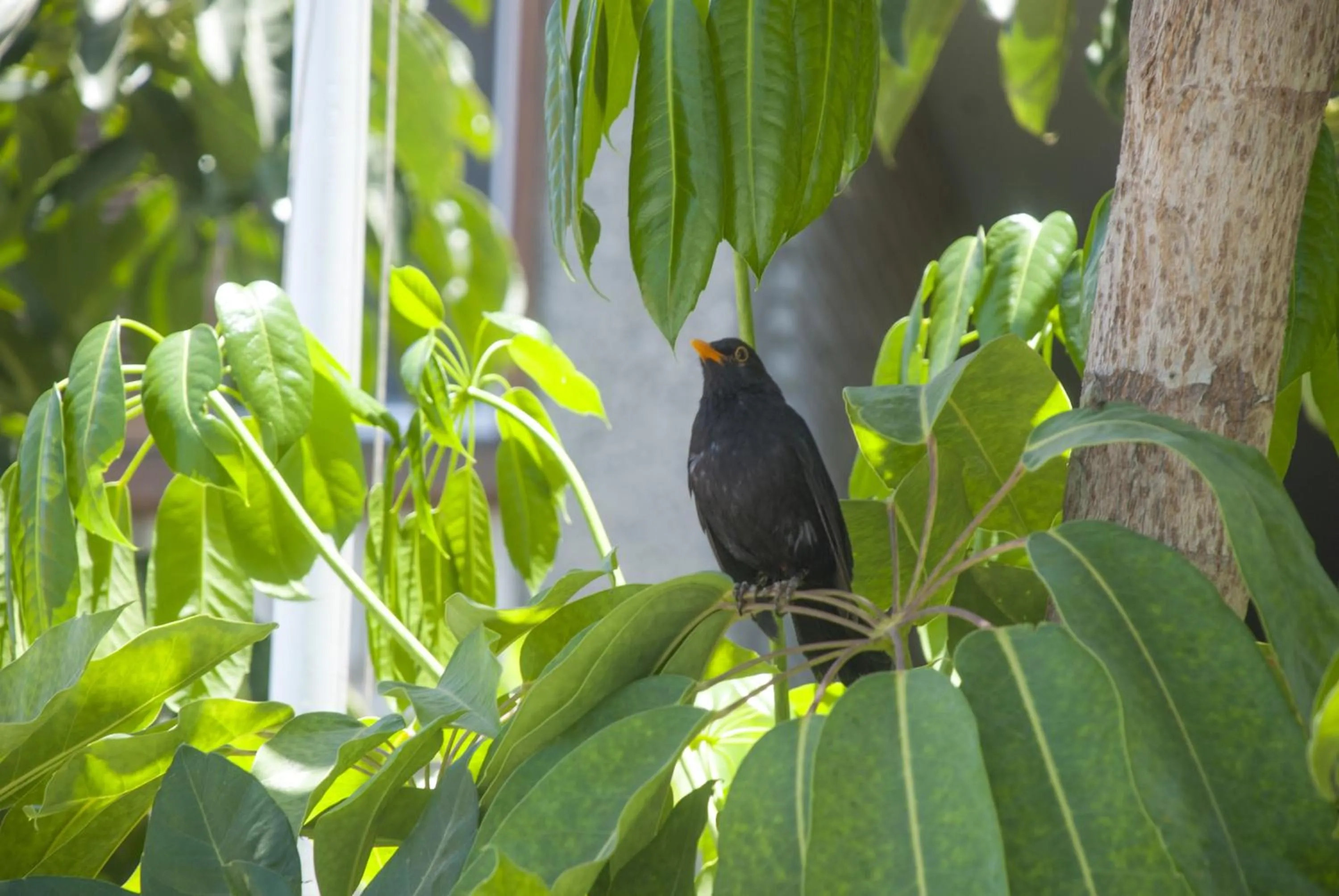Garden view in Apartamentos El Paseo