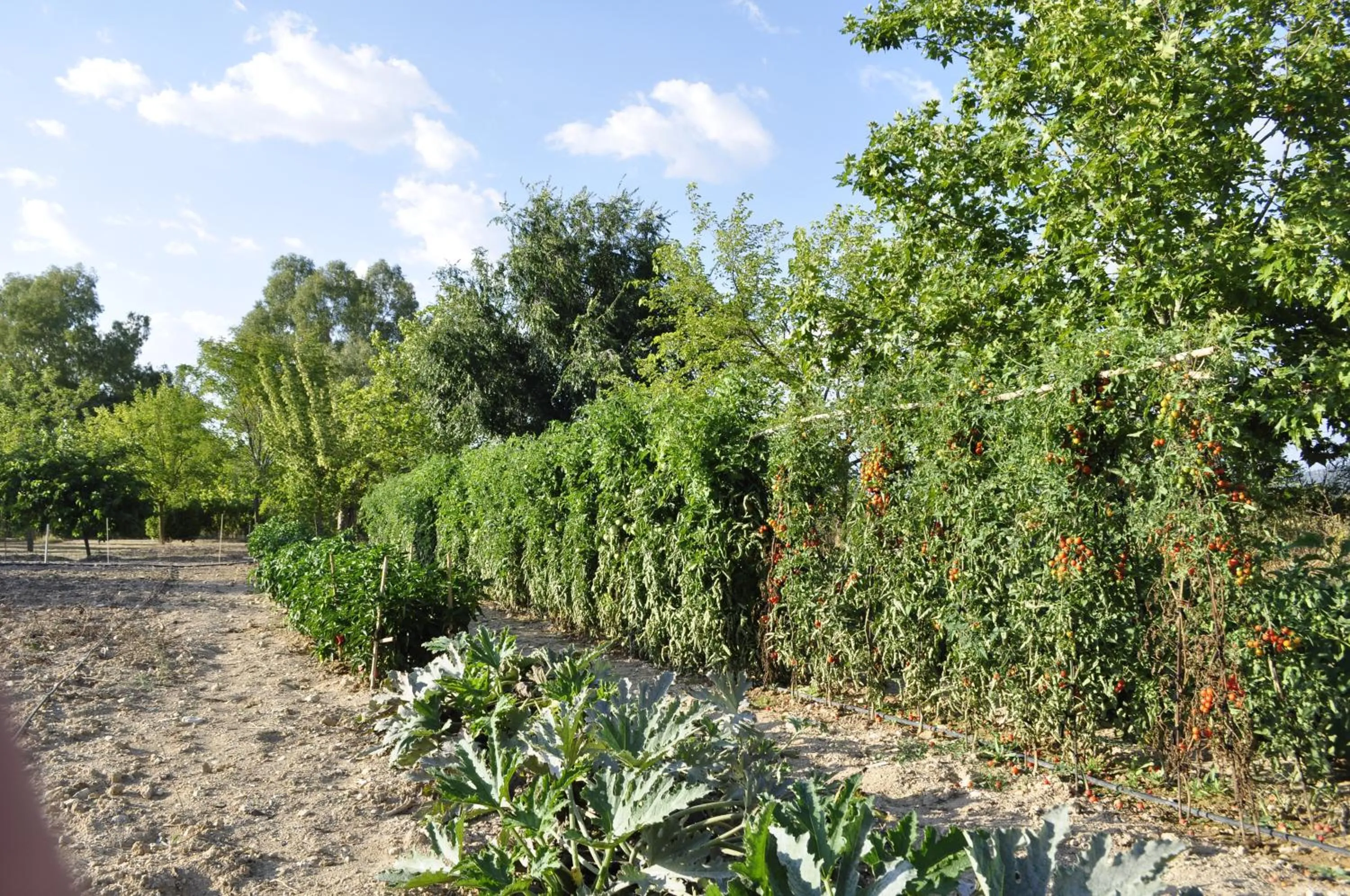 Garden in Hotel Rural La Paloma