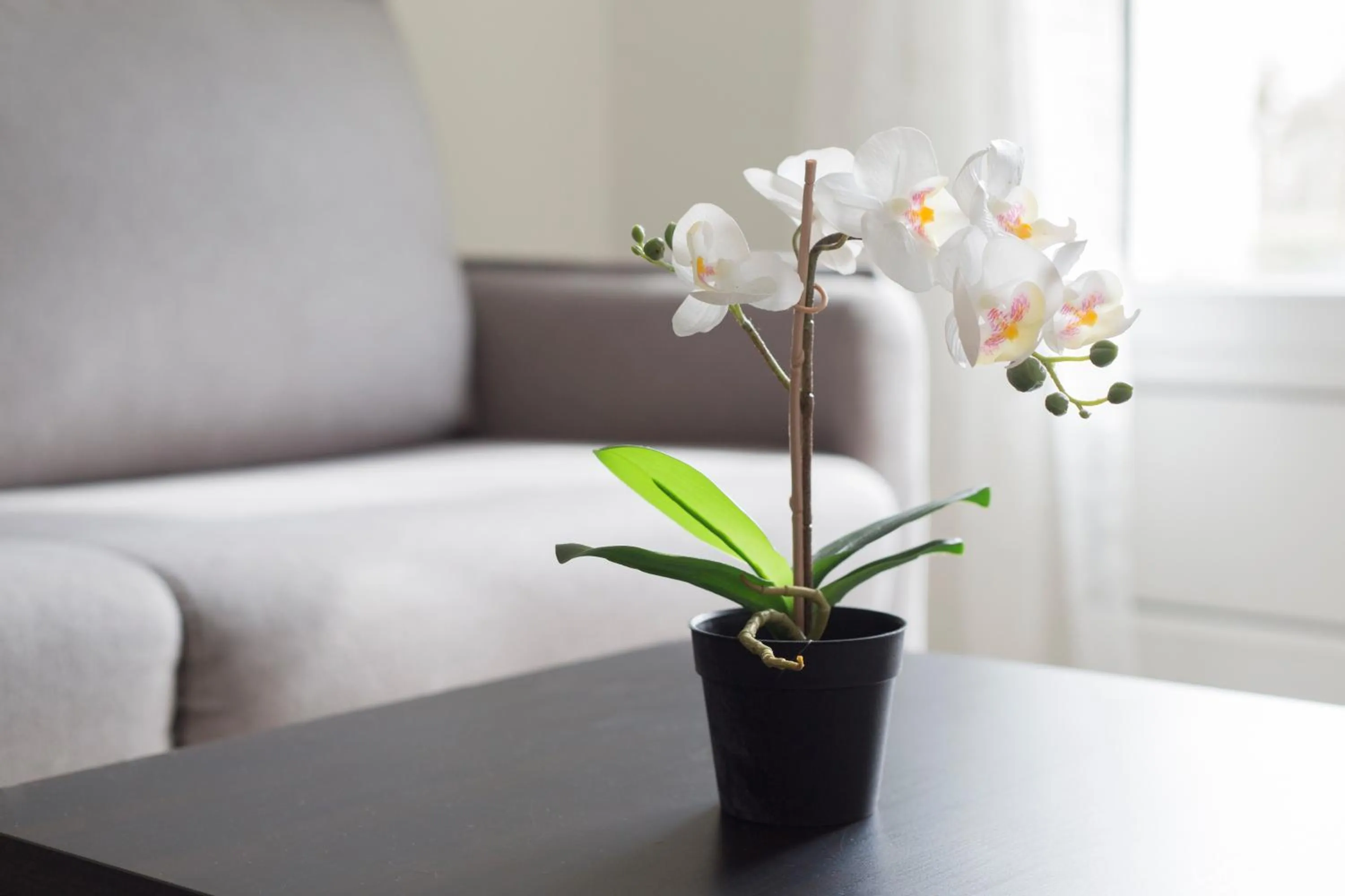 Studio Cosy 2 min Gare - 10 min