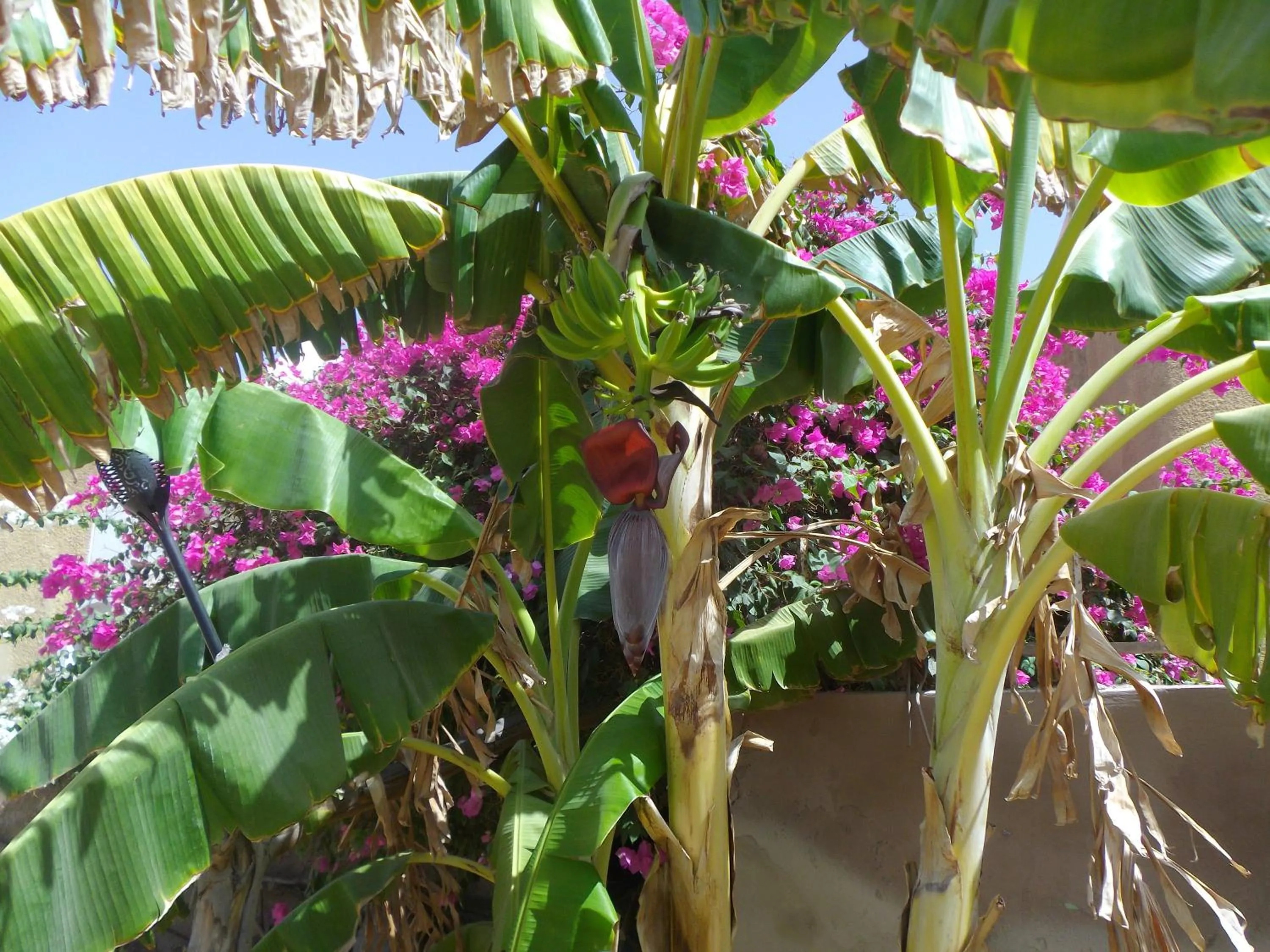 Garden in Auberge Triskell