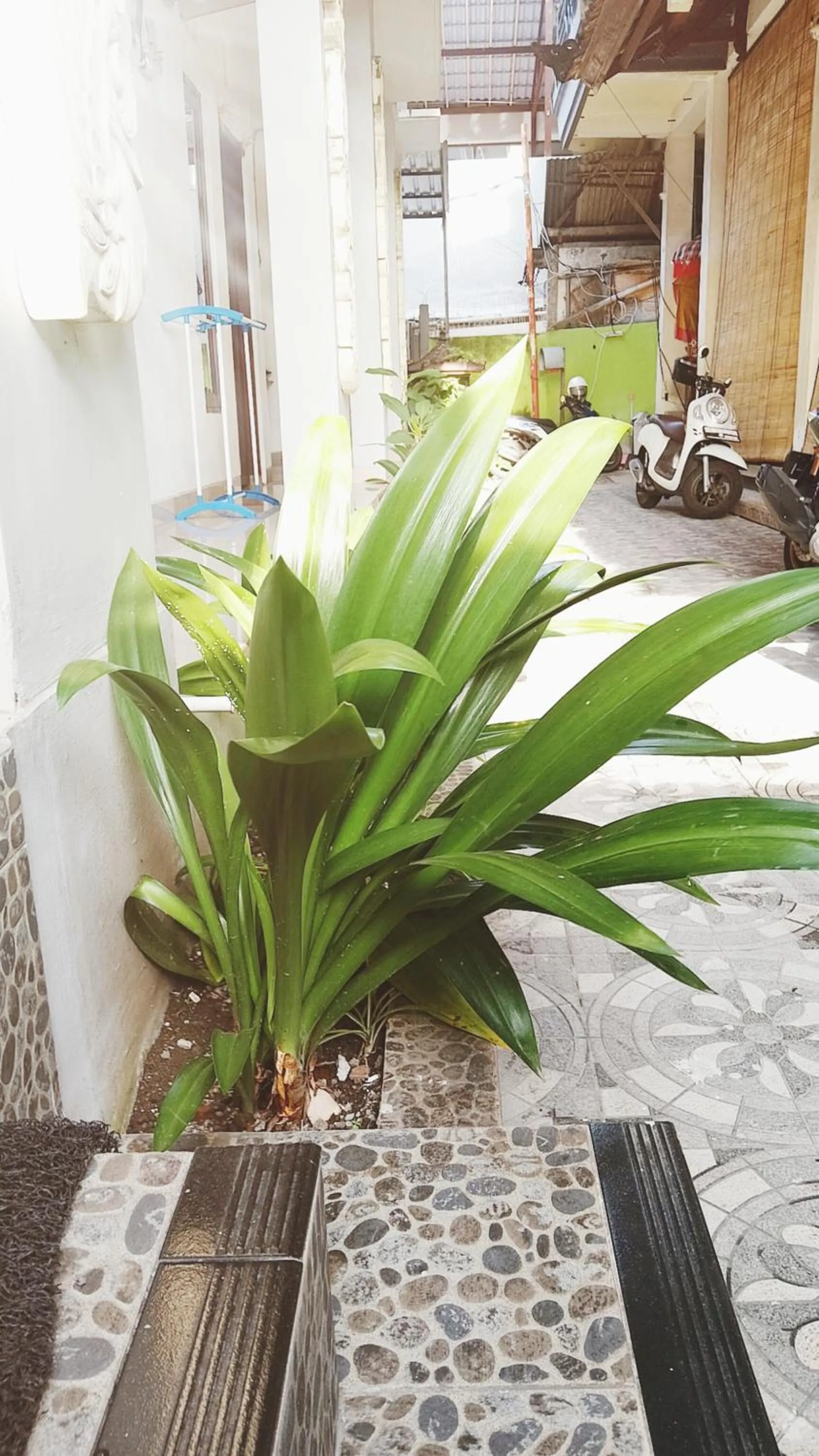 Day in Bali DD homestay seminyak