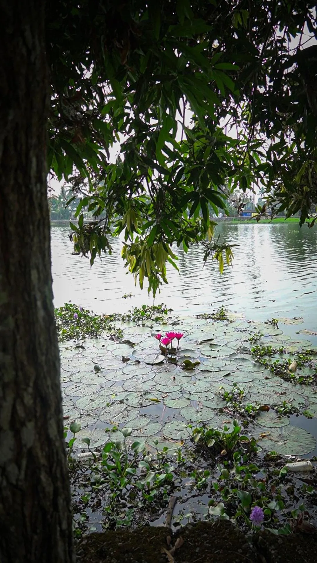 Natural landscape in The Lake by Maat Hotels