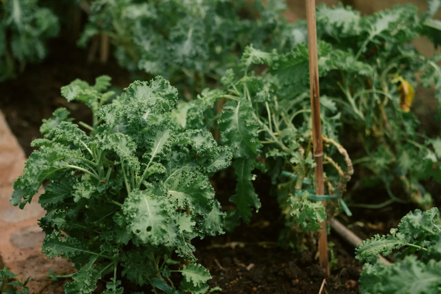 Garden in VARANA Krabi Hotel
