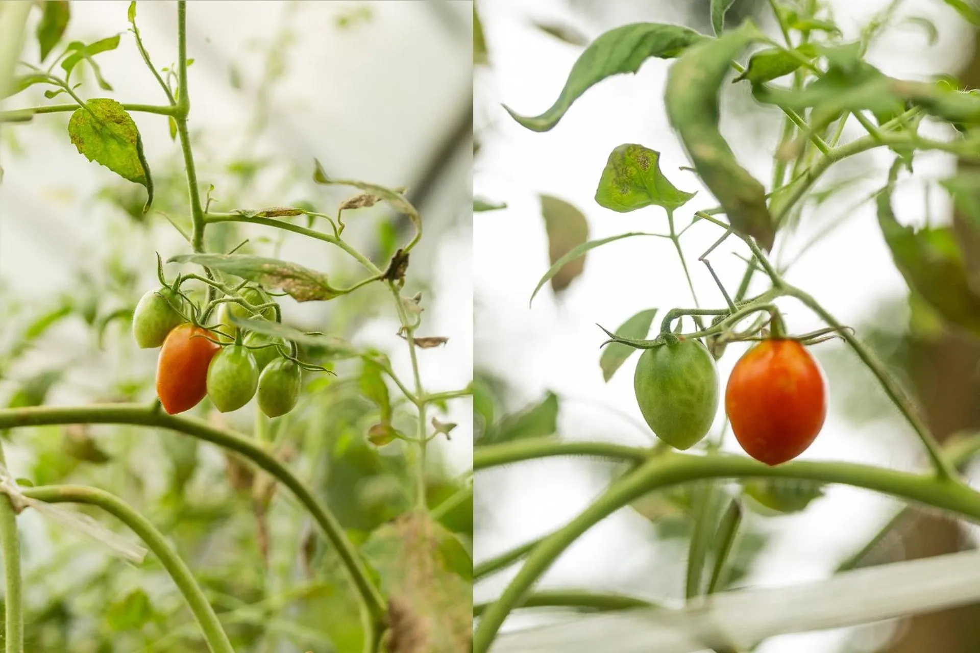 Garden in VARANA Krabi Hotel