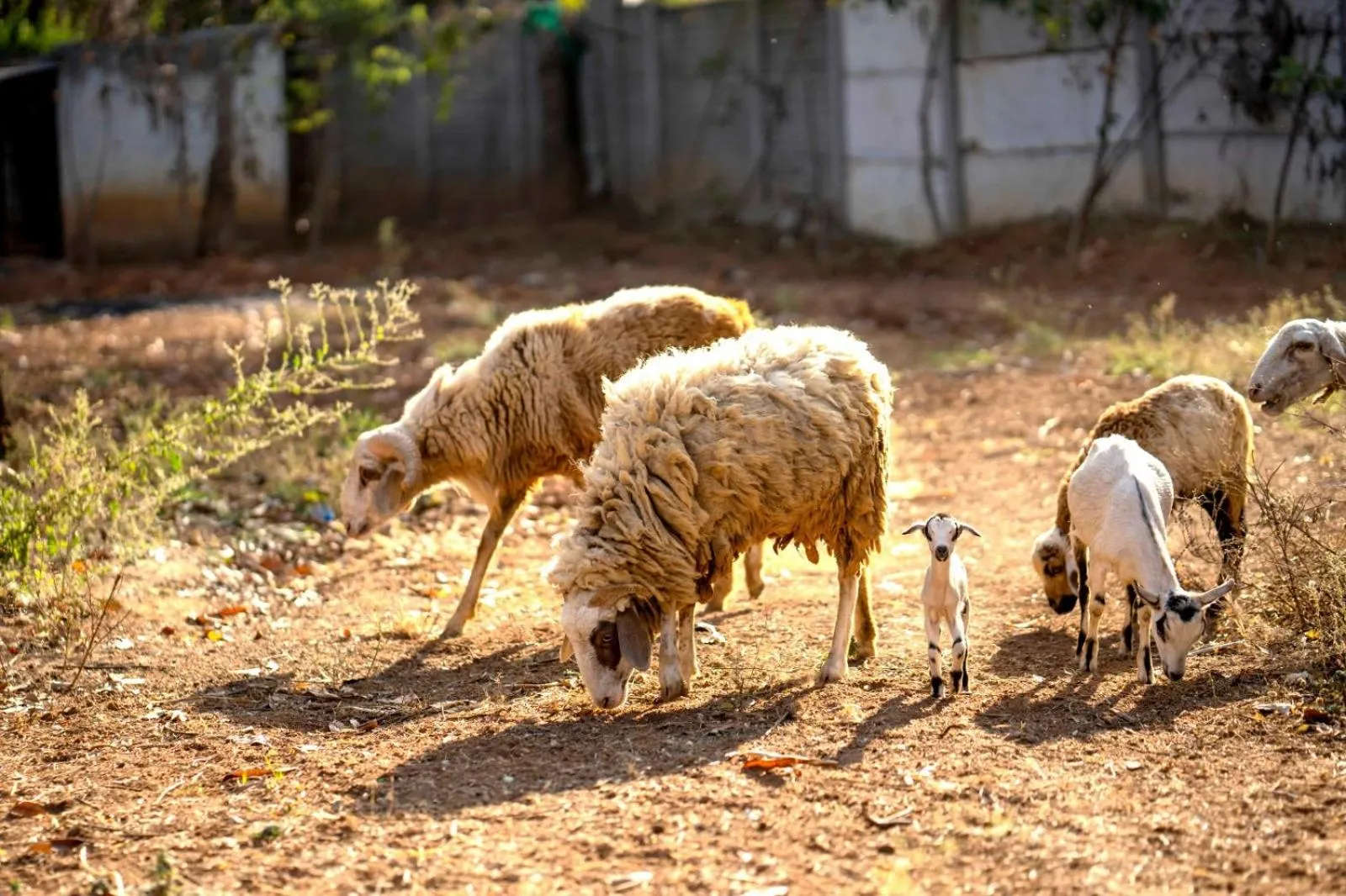 Farm Stay Resort - Shamirpet, Hyderabad
