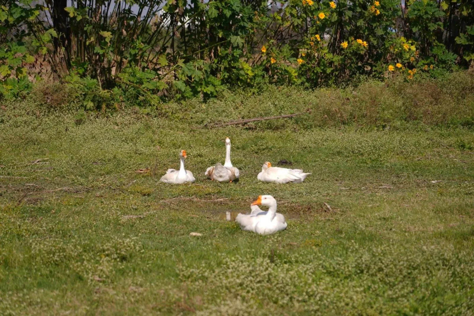 Farm Stay Resort - Shamirpet, Hyderabad