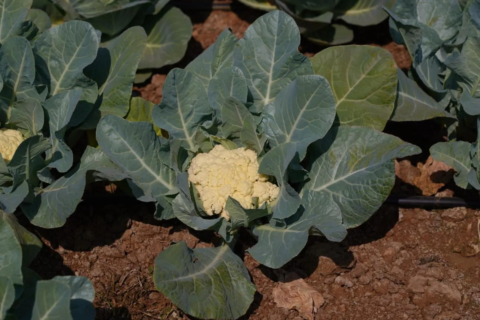 Farm Stay Resort - Shamirpet, Hyderabad