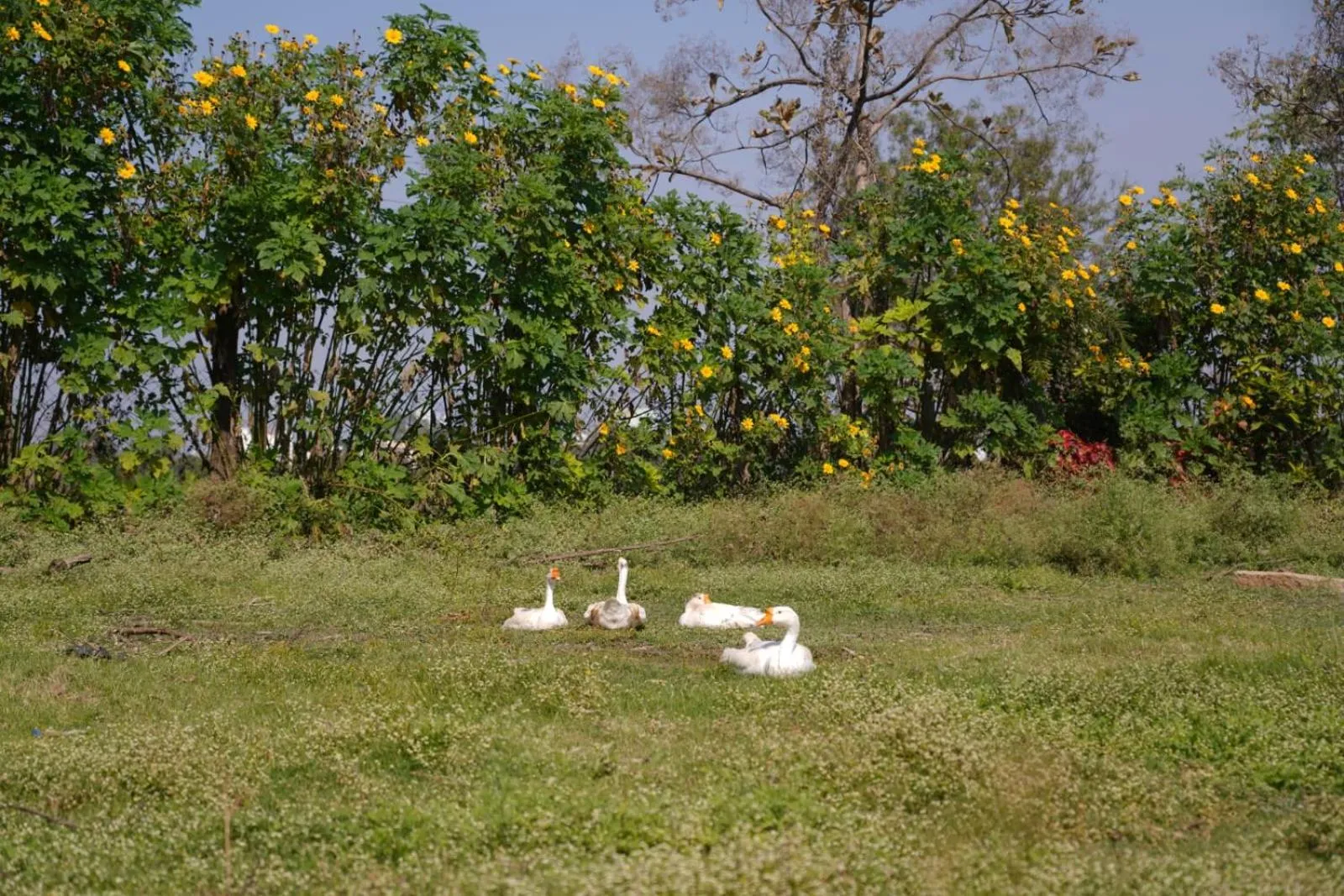 Farm Stay Resort - Shamirpet, Hyderabad