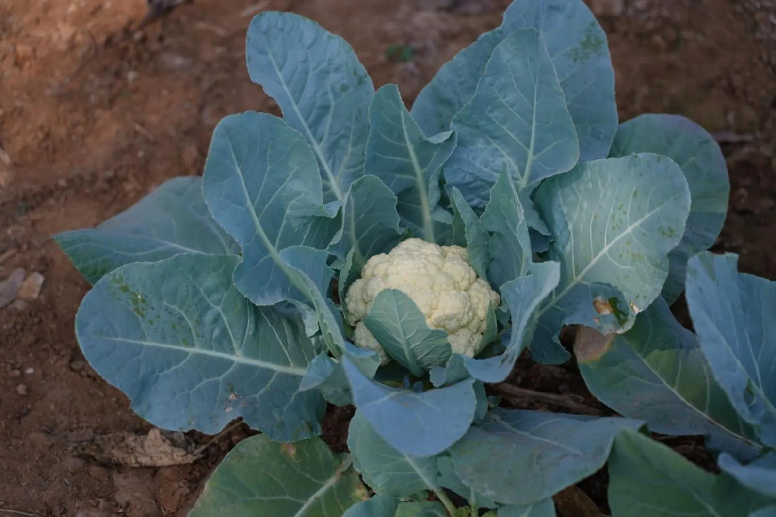 Farm Stay Resort - Shamirpet, Hyderabad