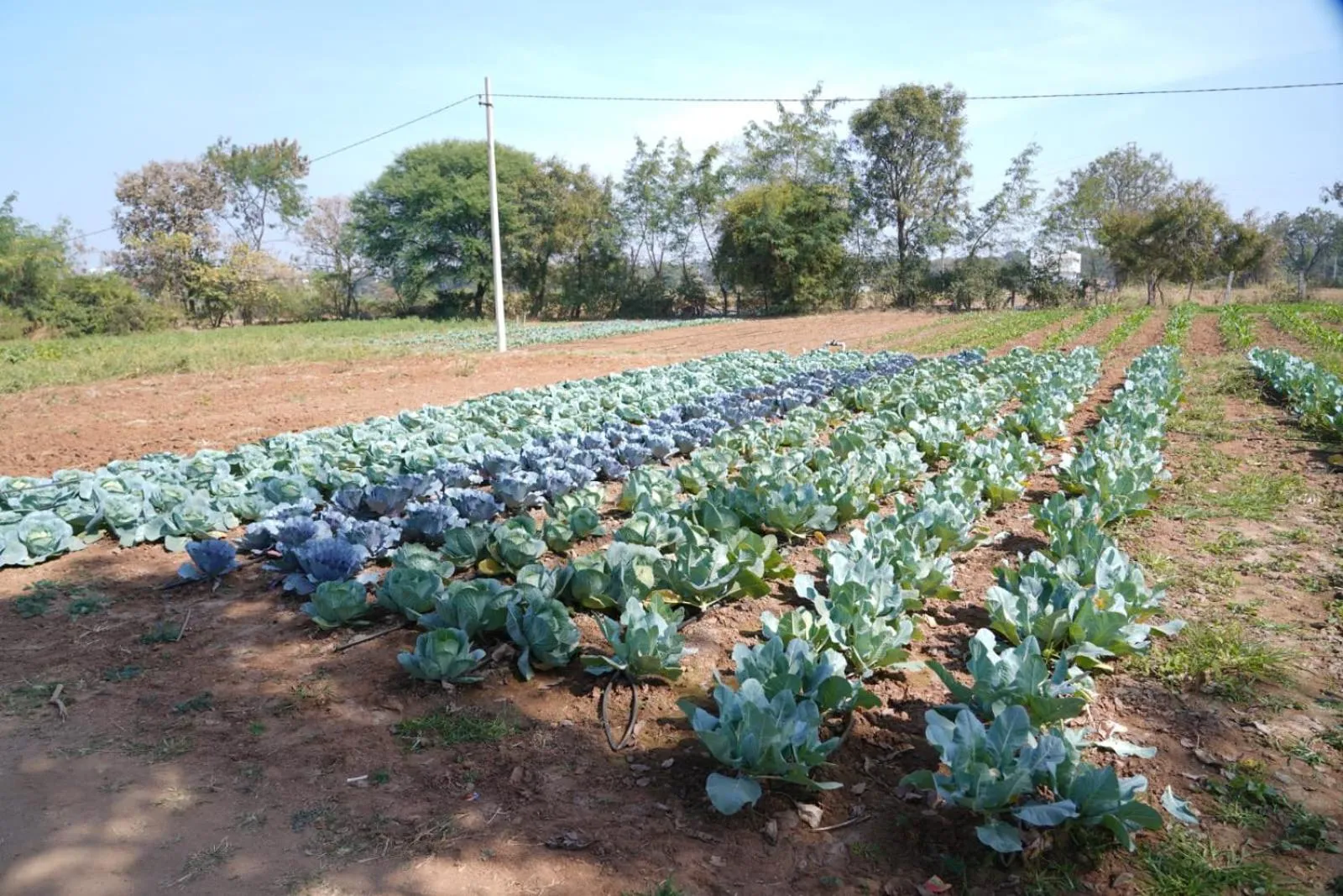 Farm Stay Resort - Shamirpet, Hyderabad