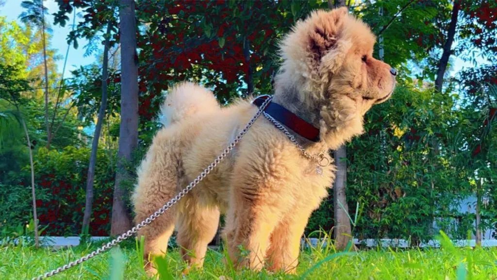 Farm Stay Resort - Shamirpet, Hyderabad