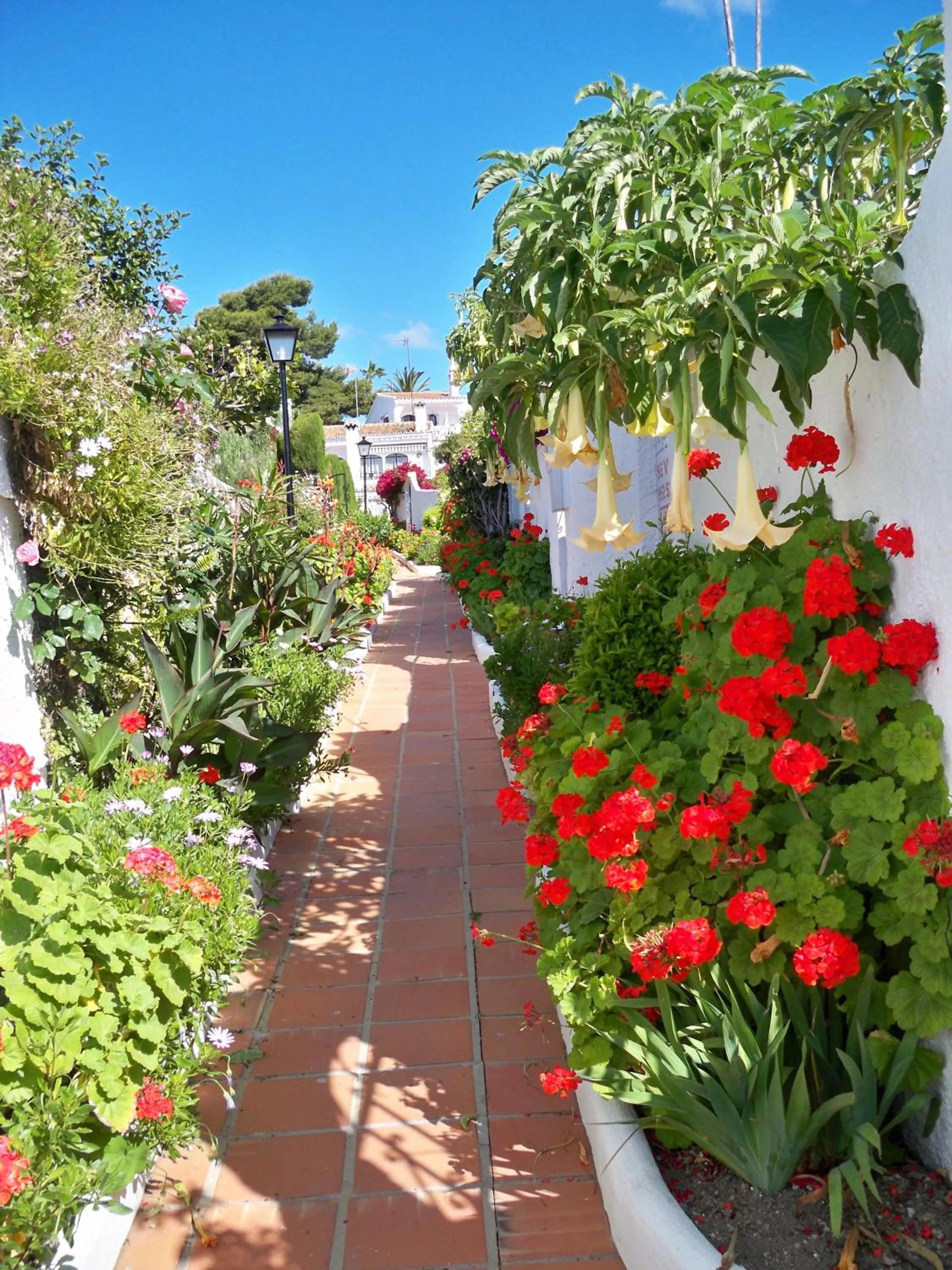 Garden in El Capistrano Sur