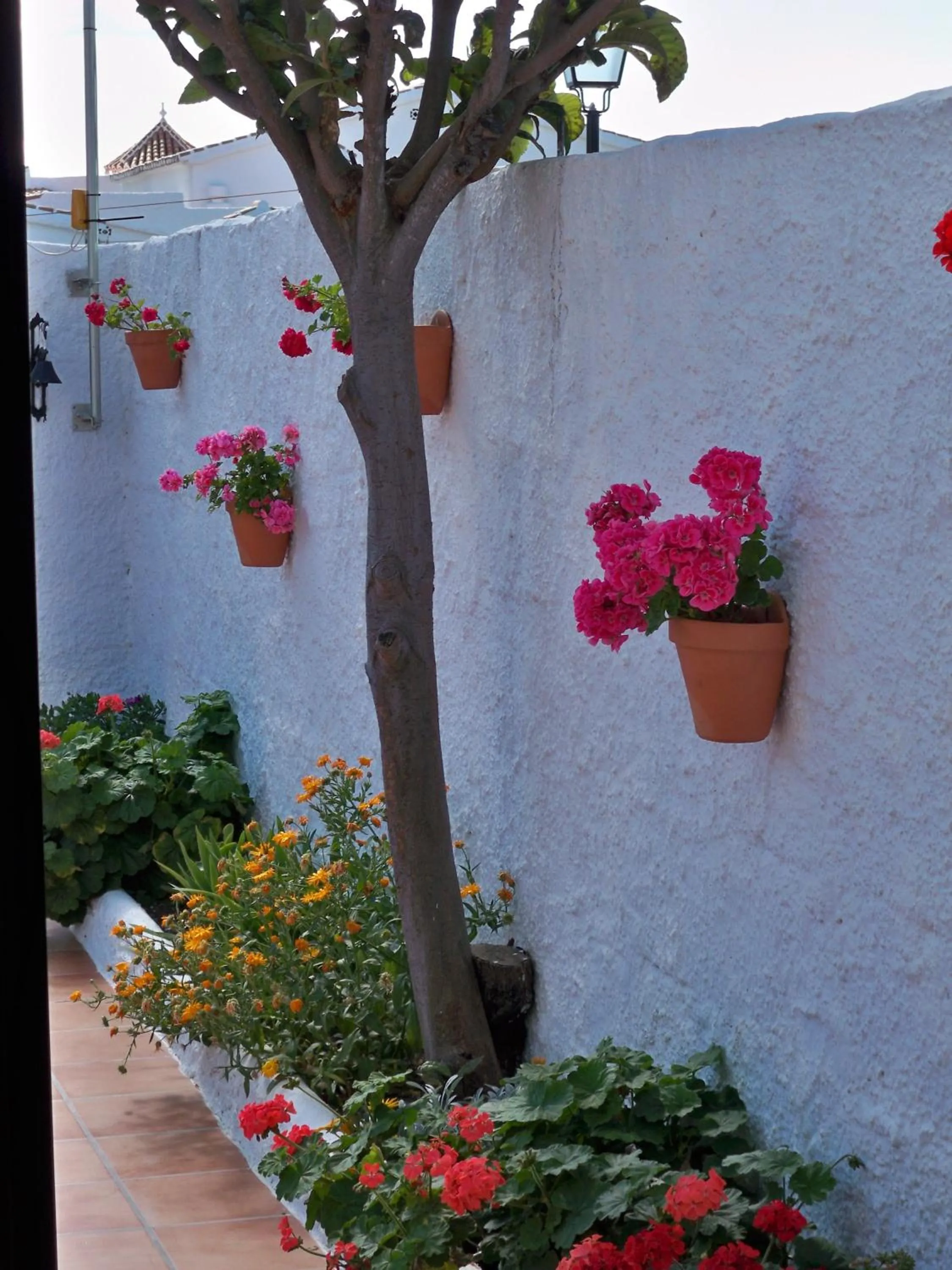 Garden in El Capistrano Sur