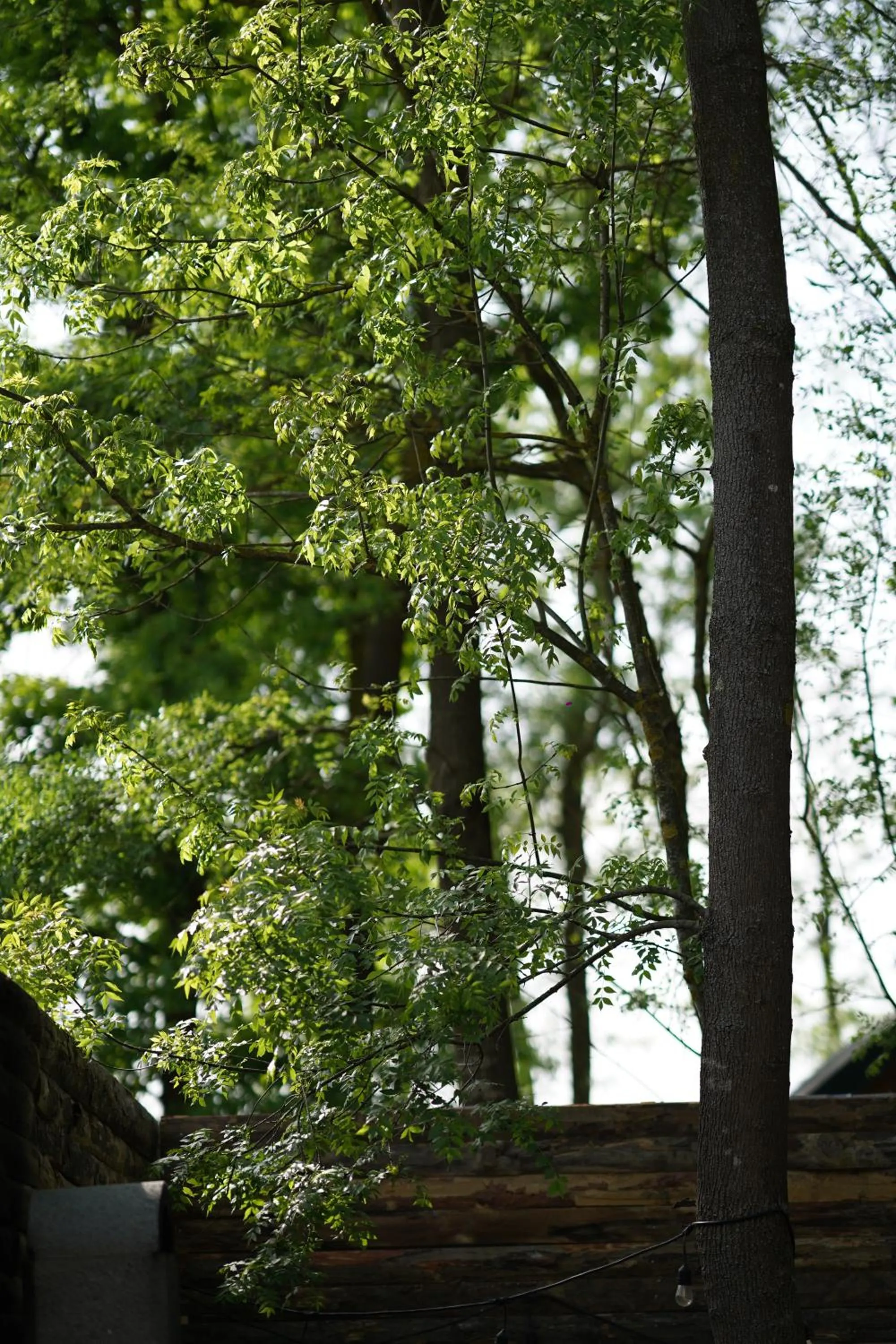 Spring in Pentalow Cabin