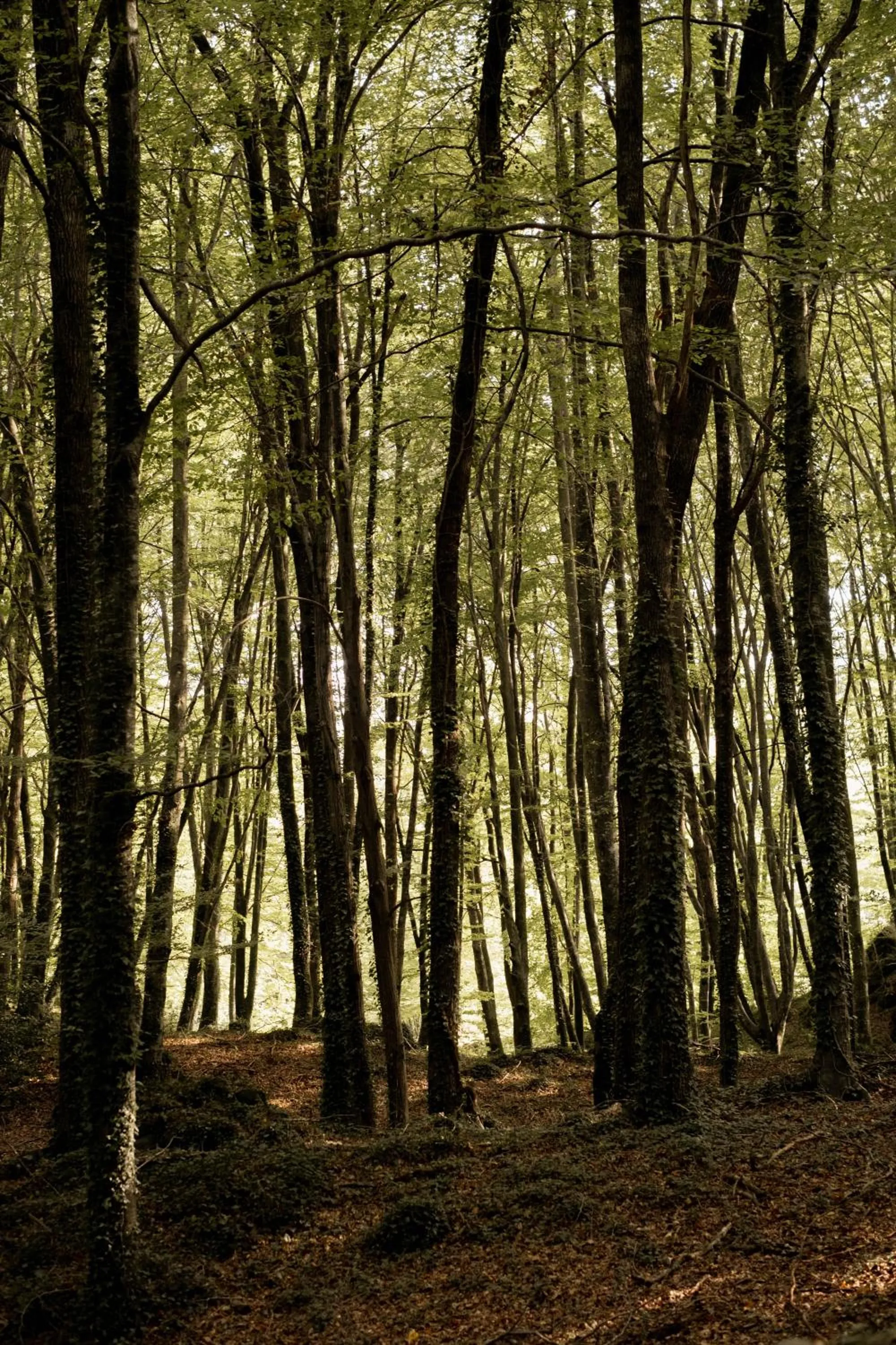 Spring in Hotel Vall de Bas
