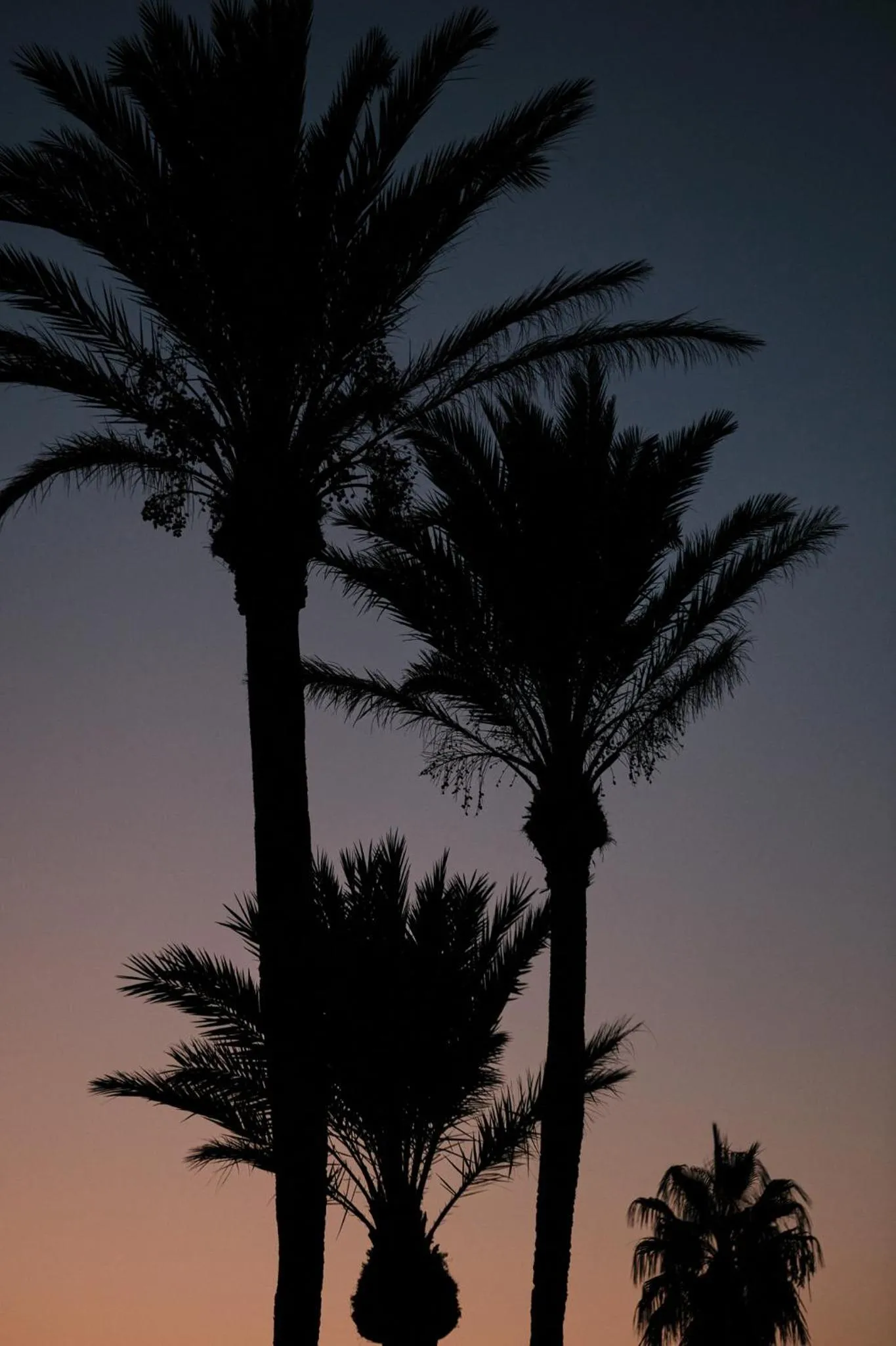 Garden in Prinsotel La Caleta