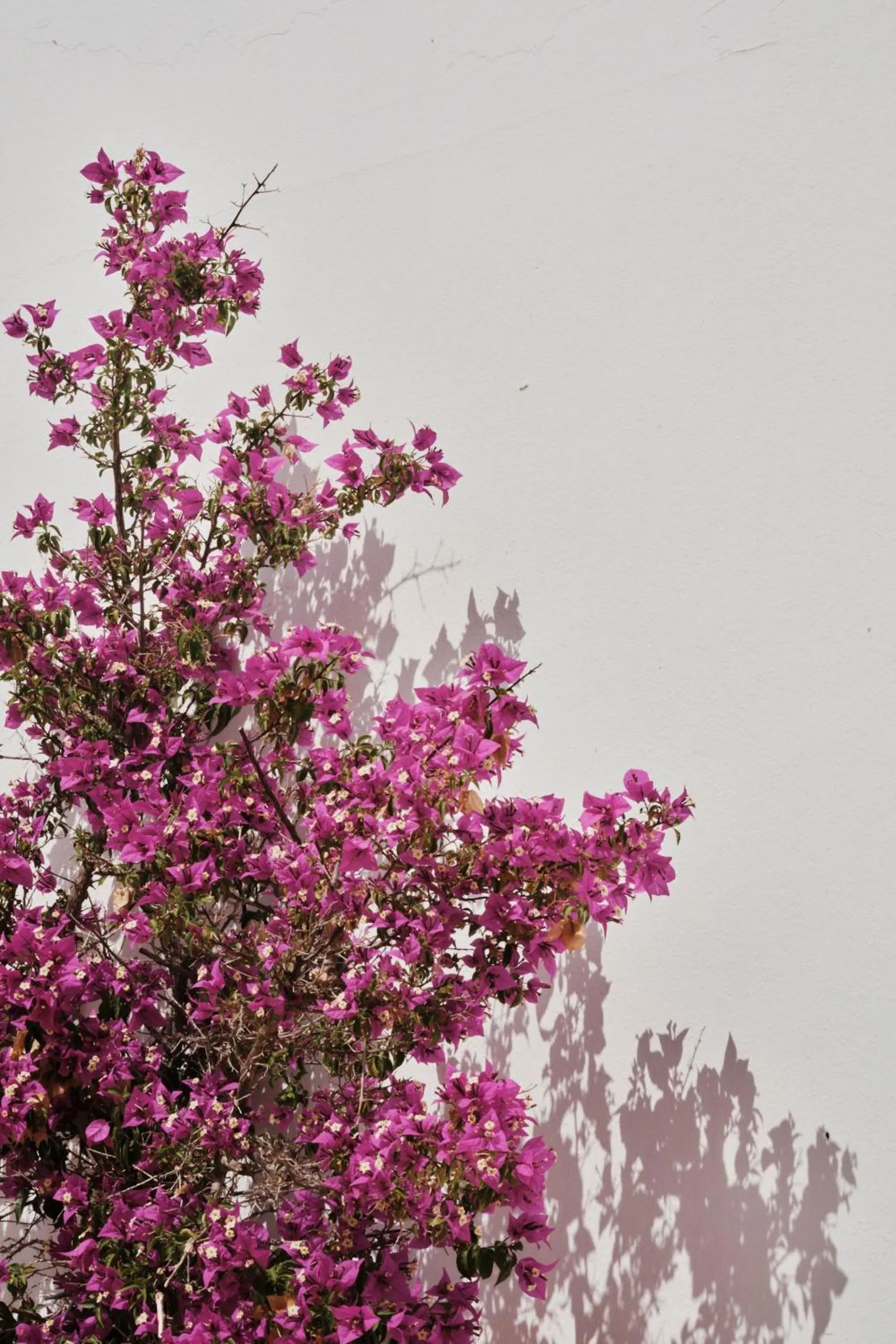 Garden in Prinsotel La Caleta
