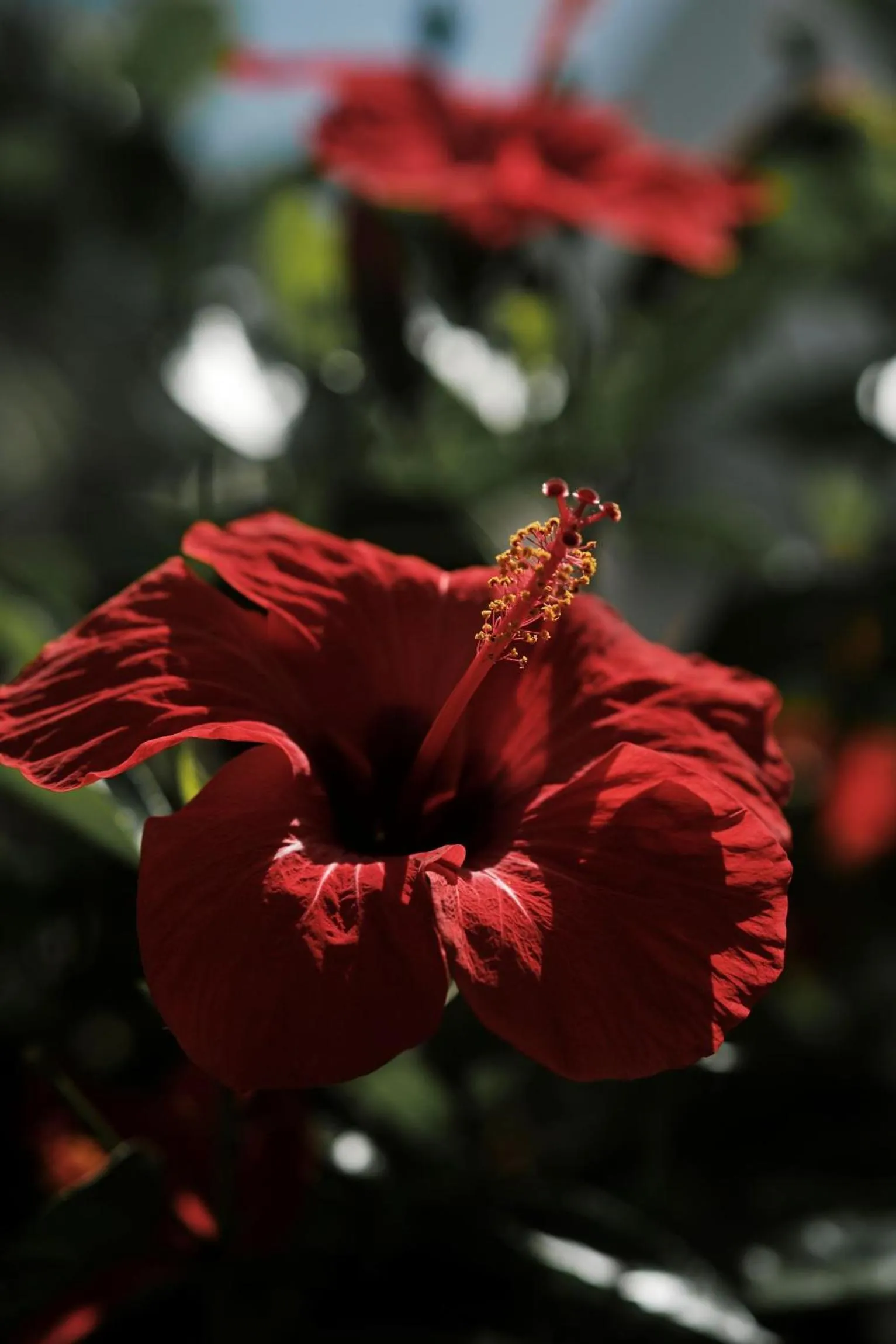 Garden in Prinsotel Alba & Spa