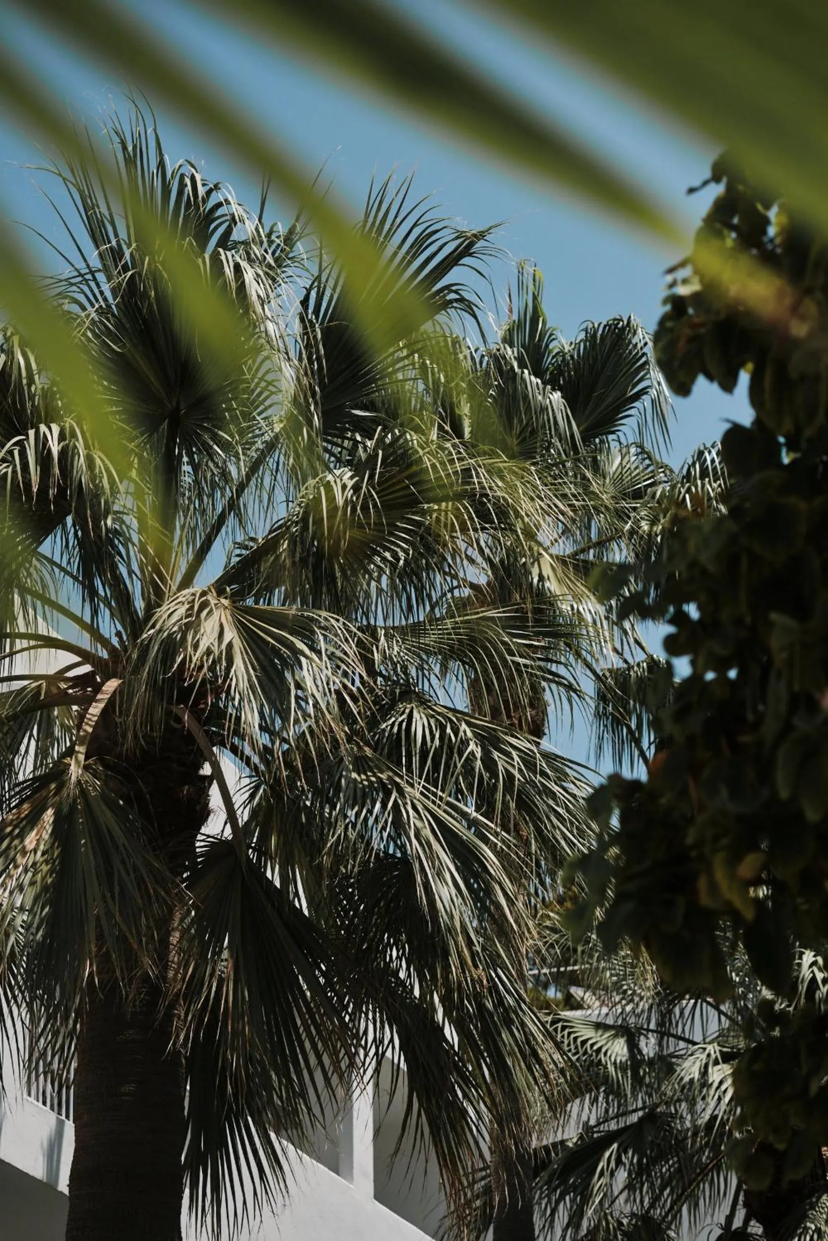 Garden in Prinsotel Alba & Spa