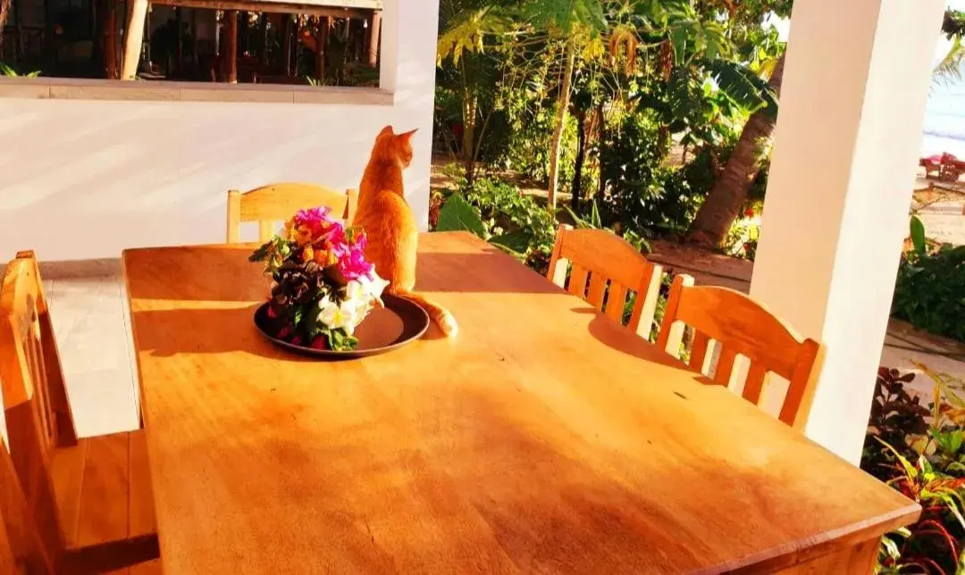 Superior Double or Twin Room with Sea View in Sipano Beach Lodge Kiwengwa Superior Double or Twin Room with Sea View in Sipano Beach Lodge Kiwengwa