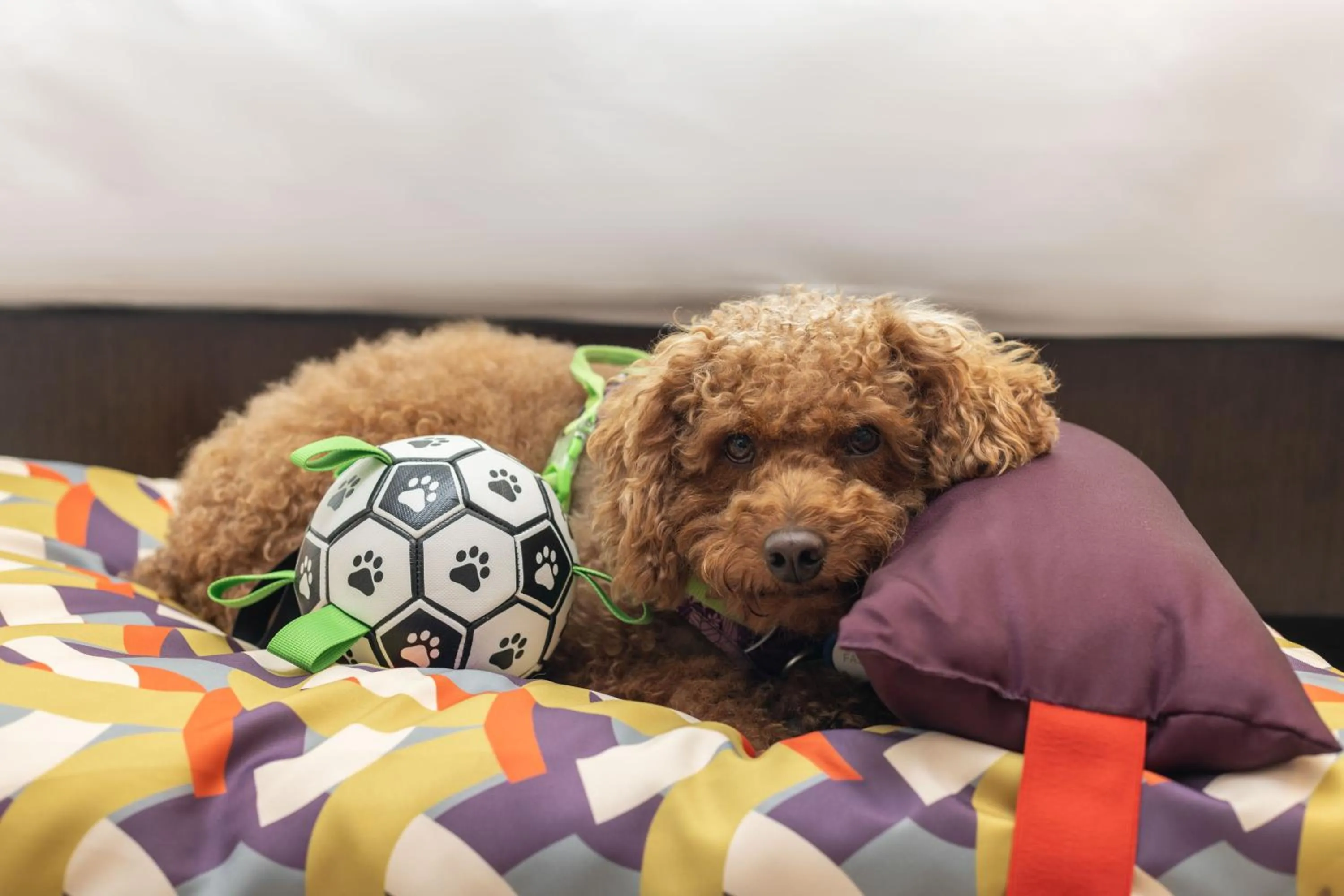 Bedroom in Hyatt Regency Sanya Tianli Bay