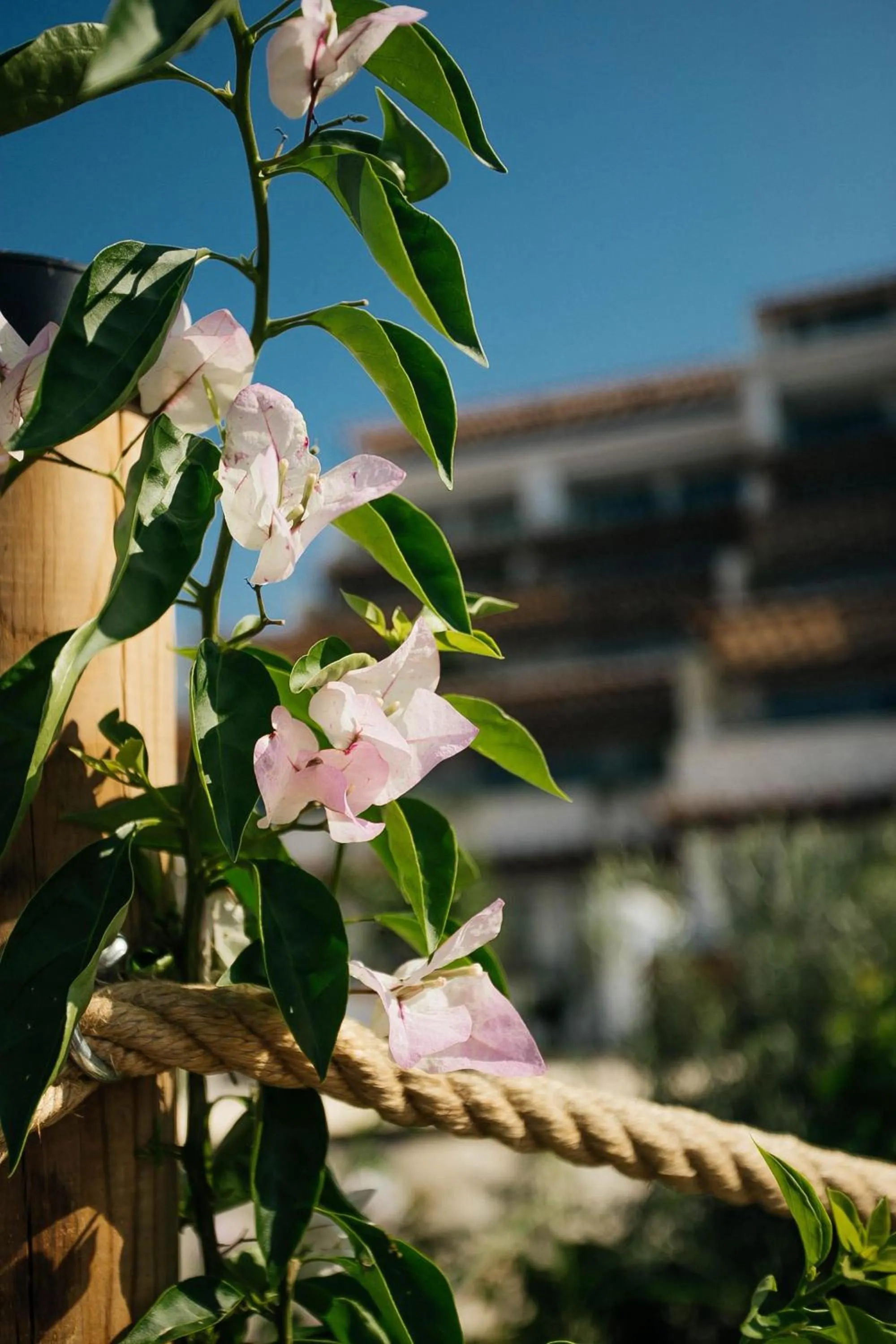Garden in Lures Hotel