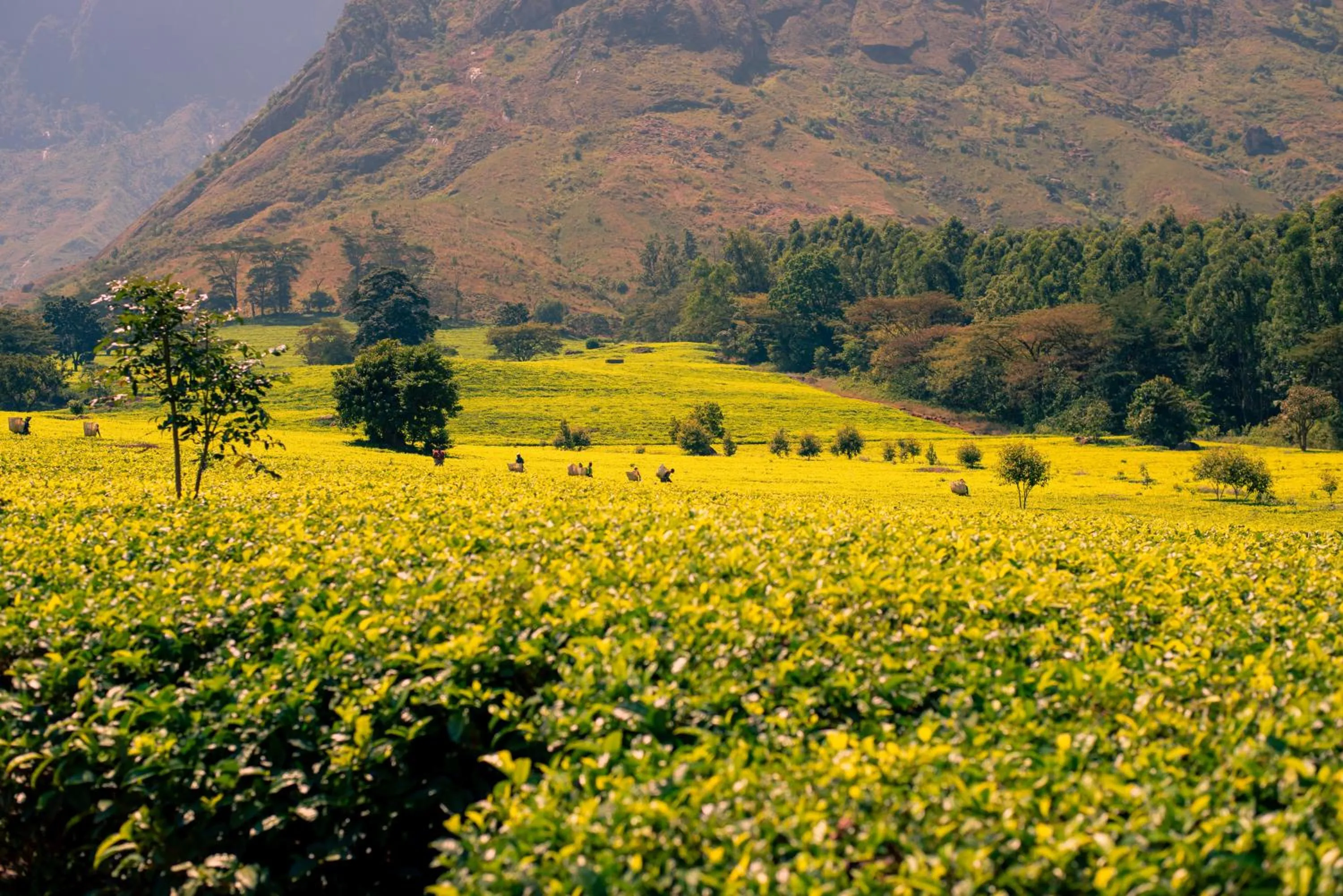 Day in Kara O Mula Mulanje