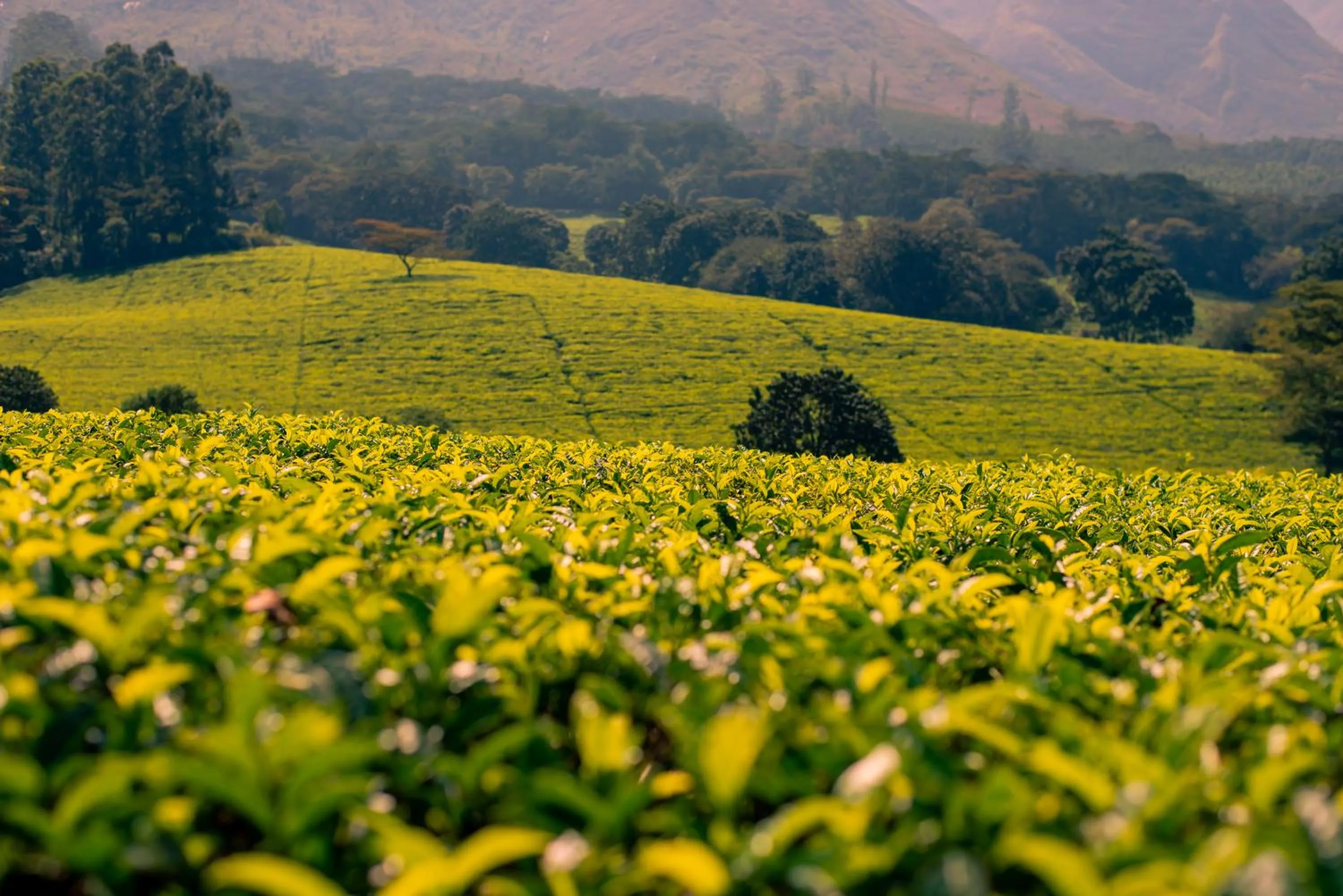 Day in Kara O Mula Mulanje