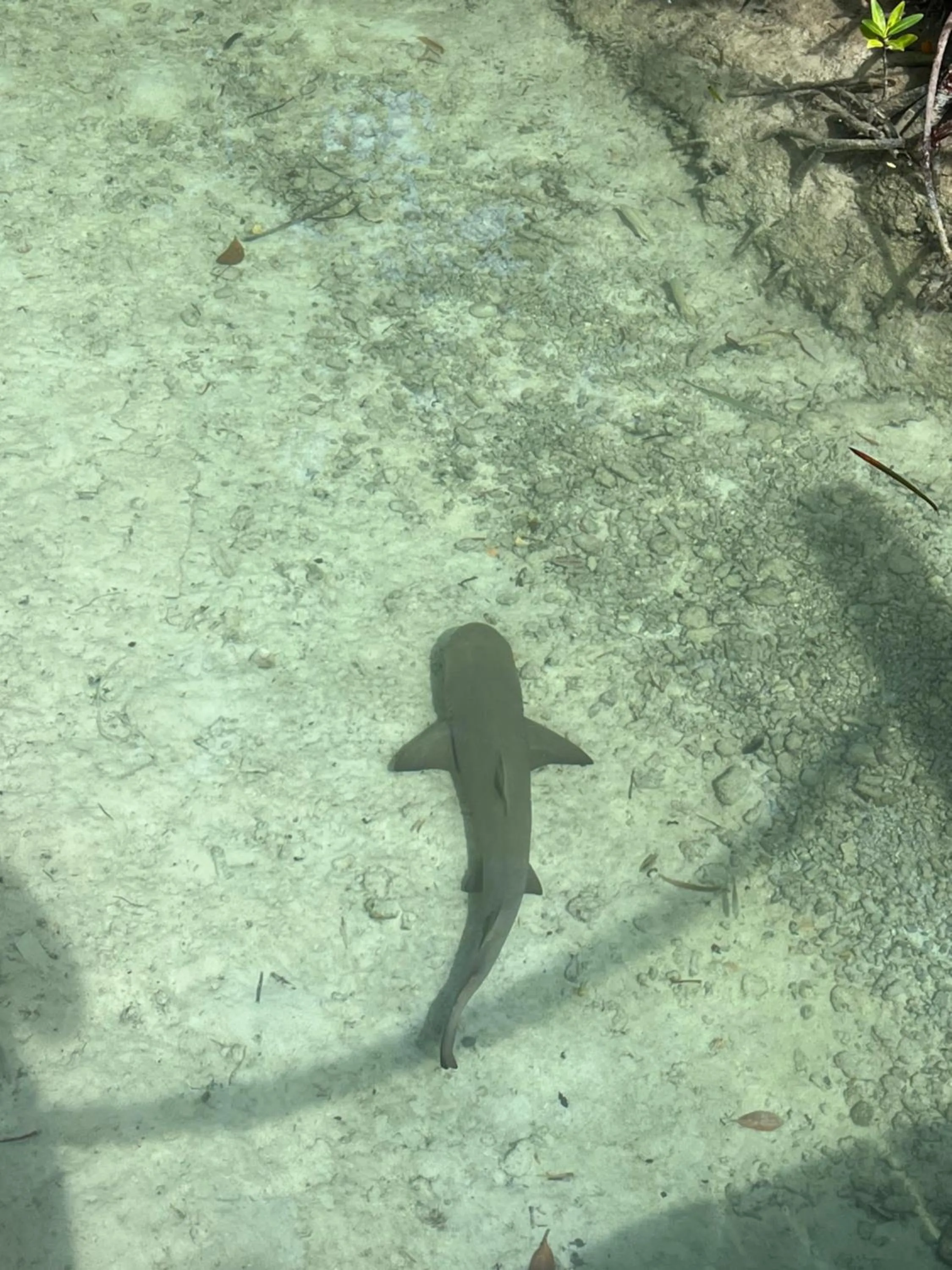 Animals in hotel DUCASSI Sol Cariba Punta Cana