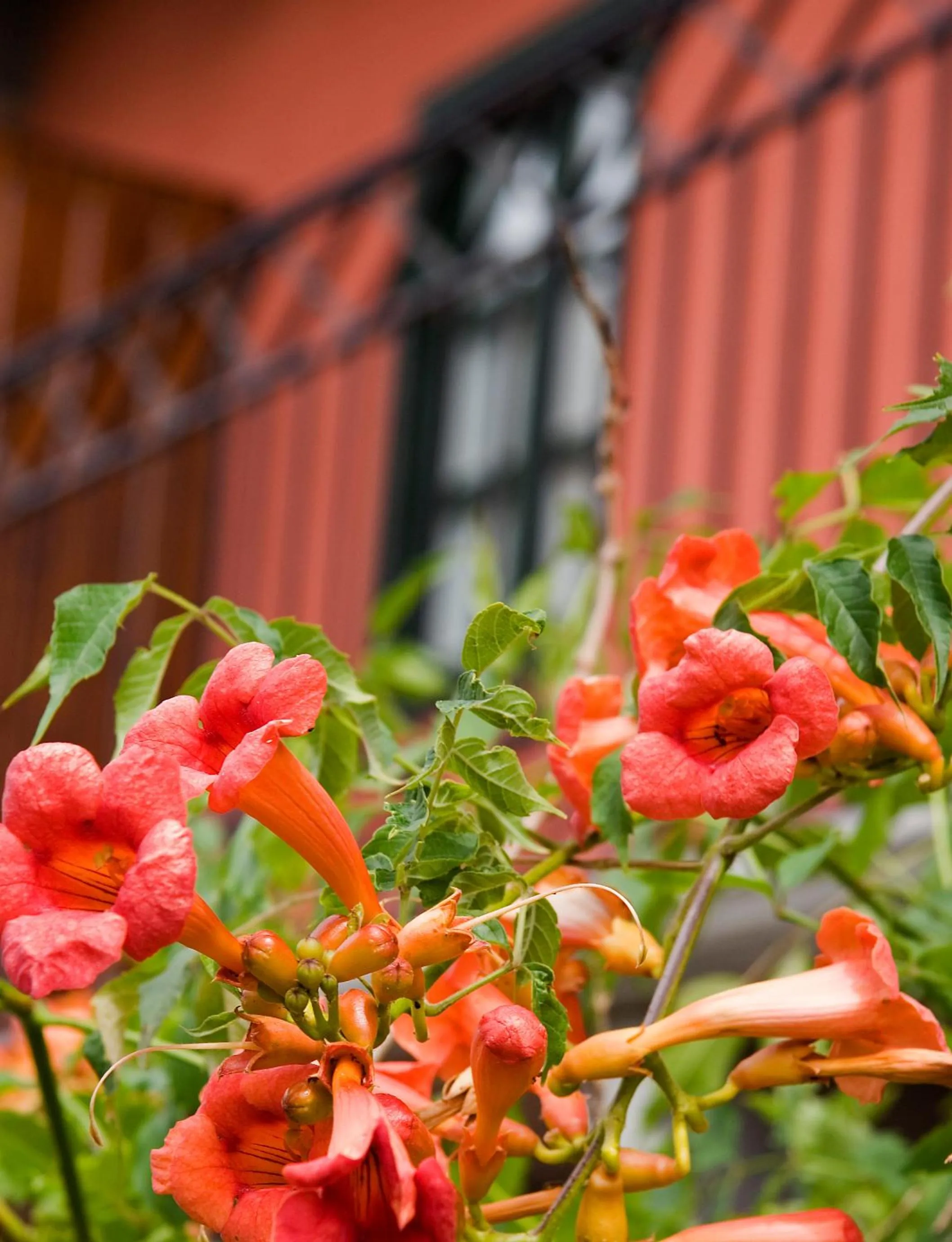 Garden in Churrut Hotel