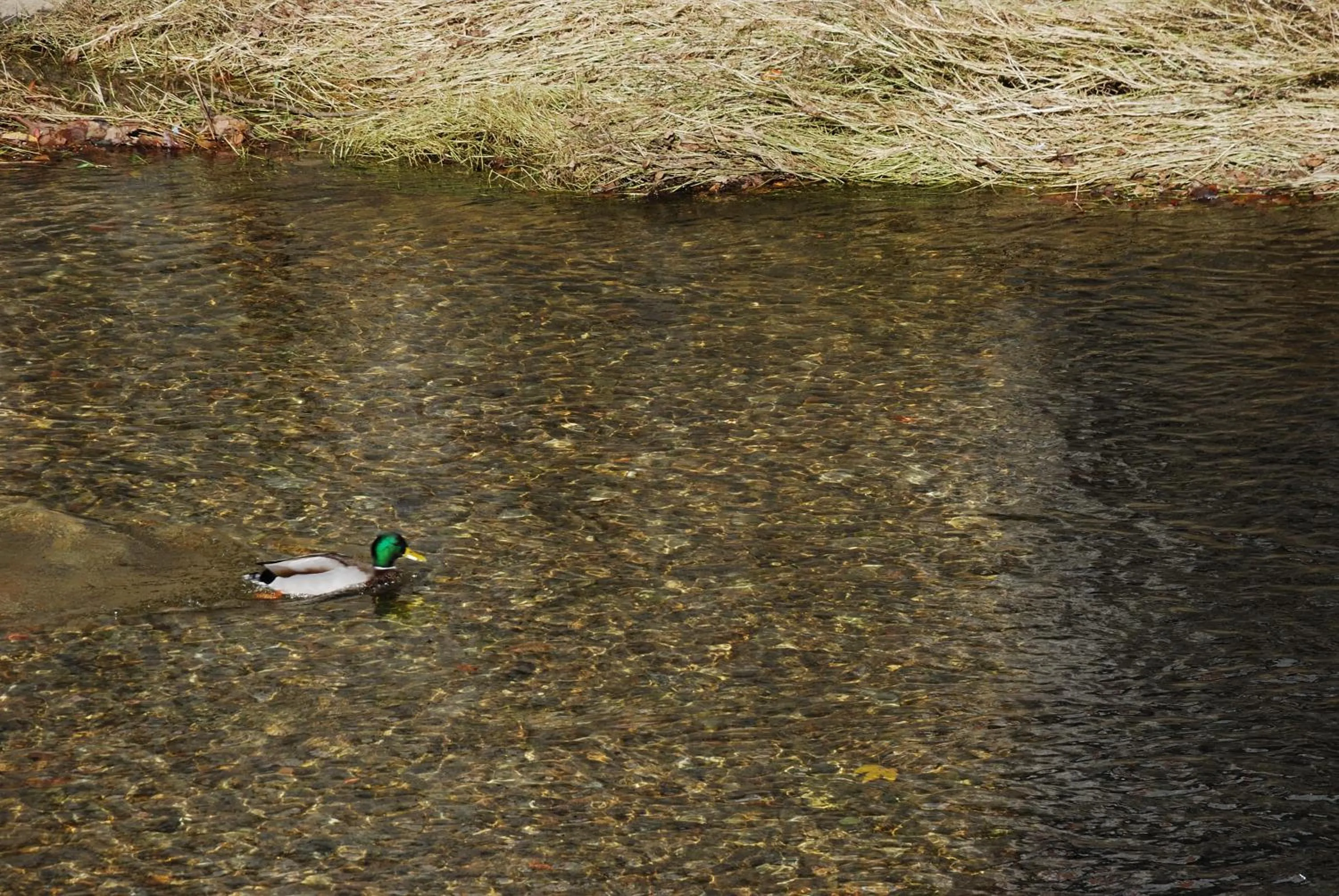 Area and facilities in Los Acebos Cangas