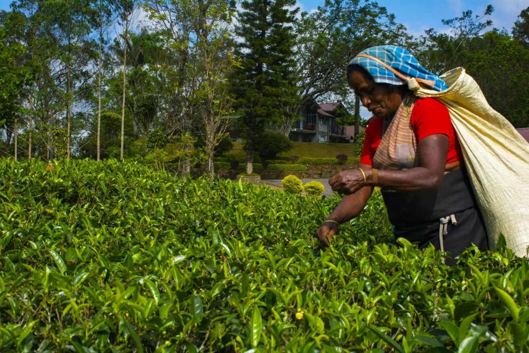 Natural landscape in Grand Argyle Resort