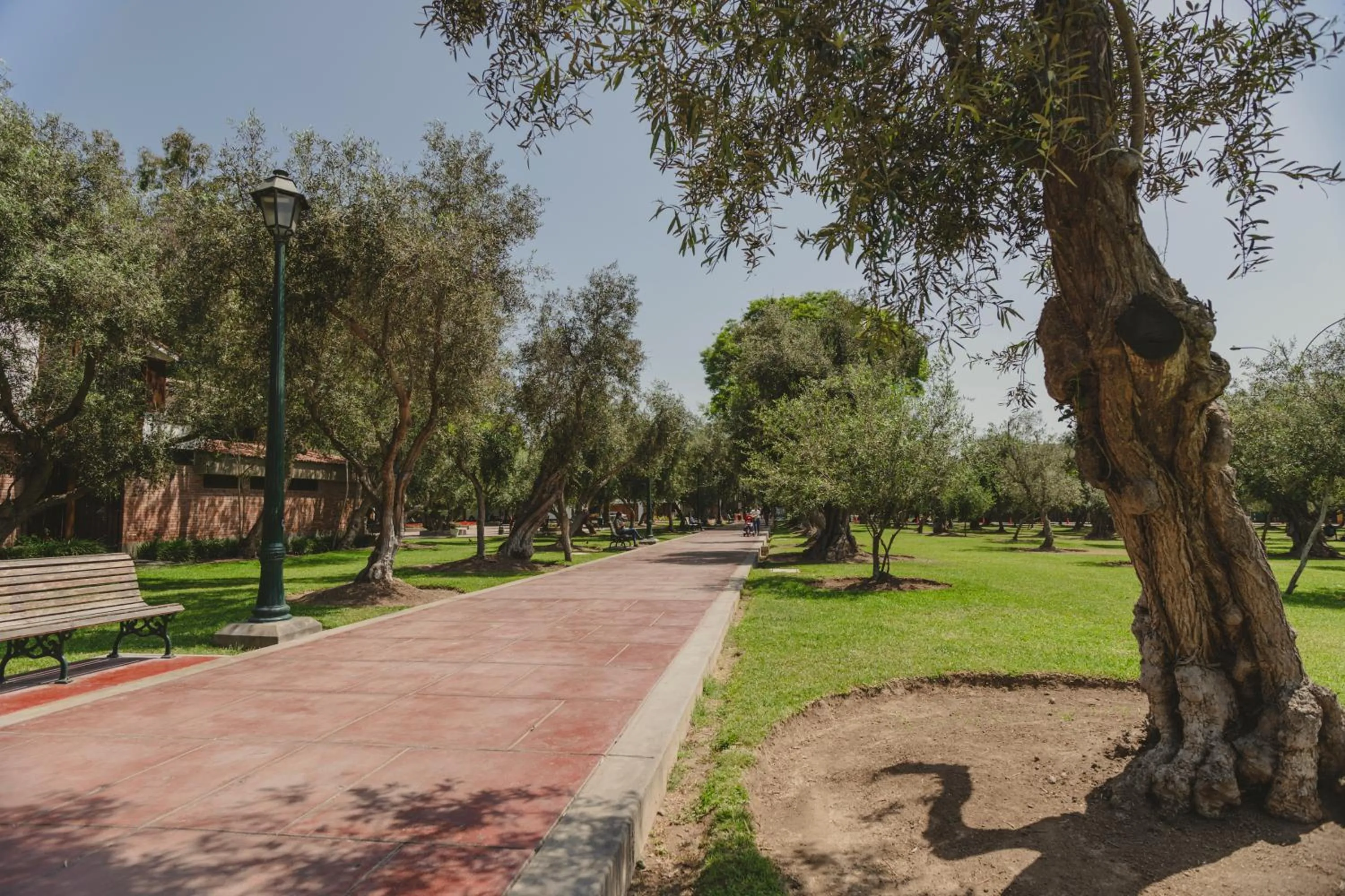 Garden in ARTE HOTEL Lima