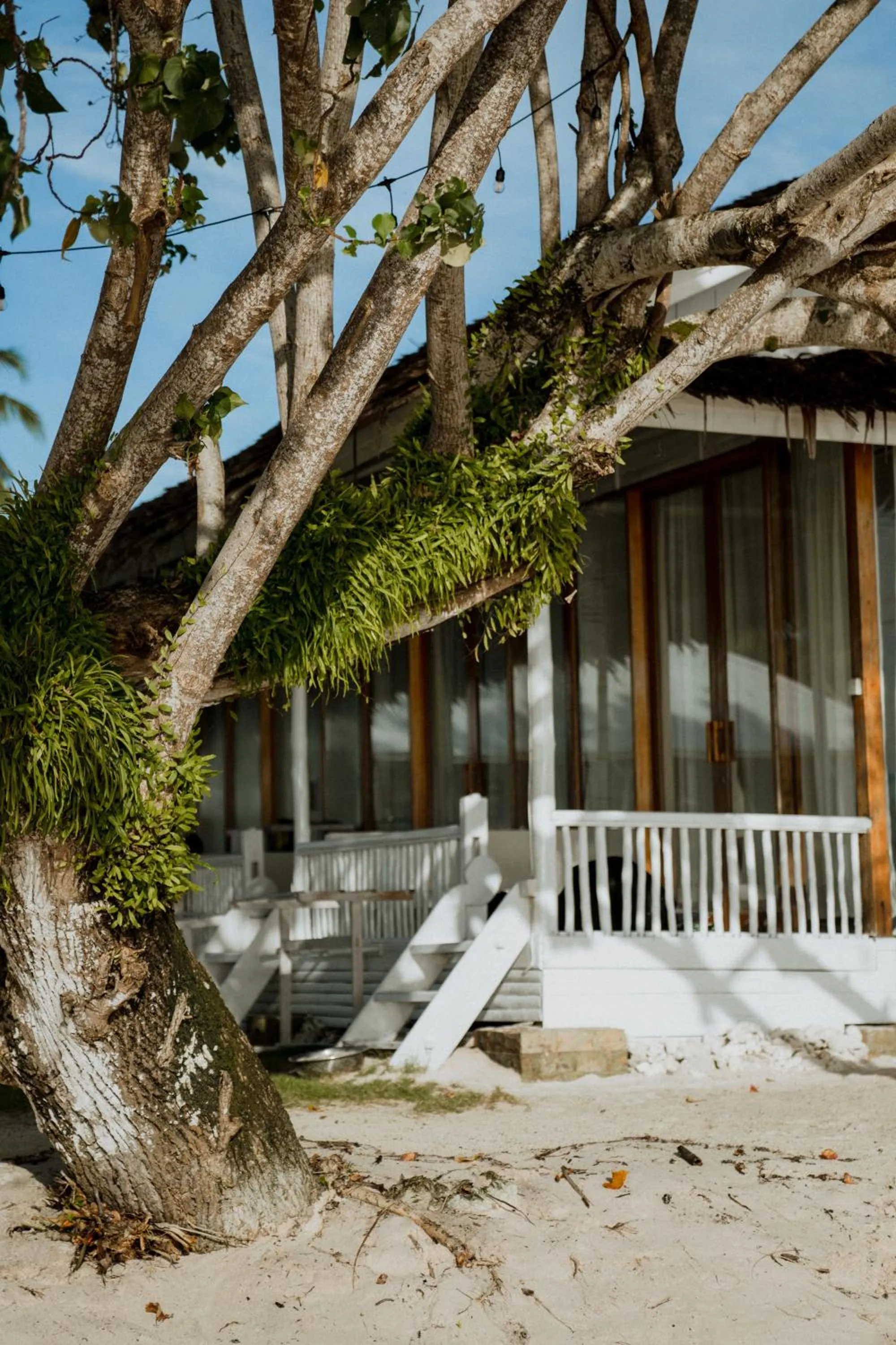 La Belle Hollow Trees