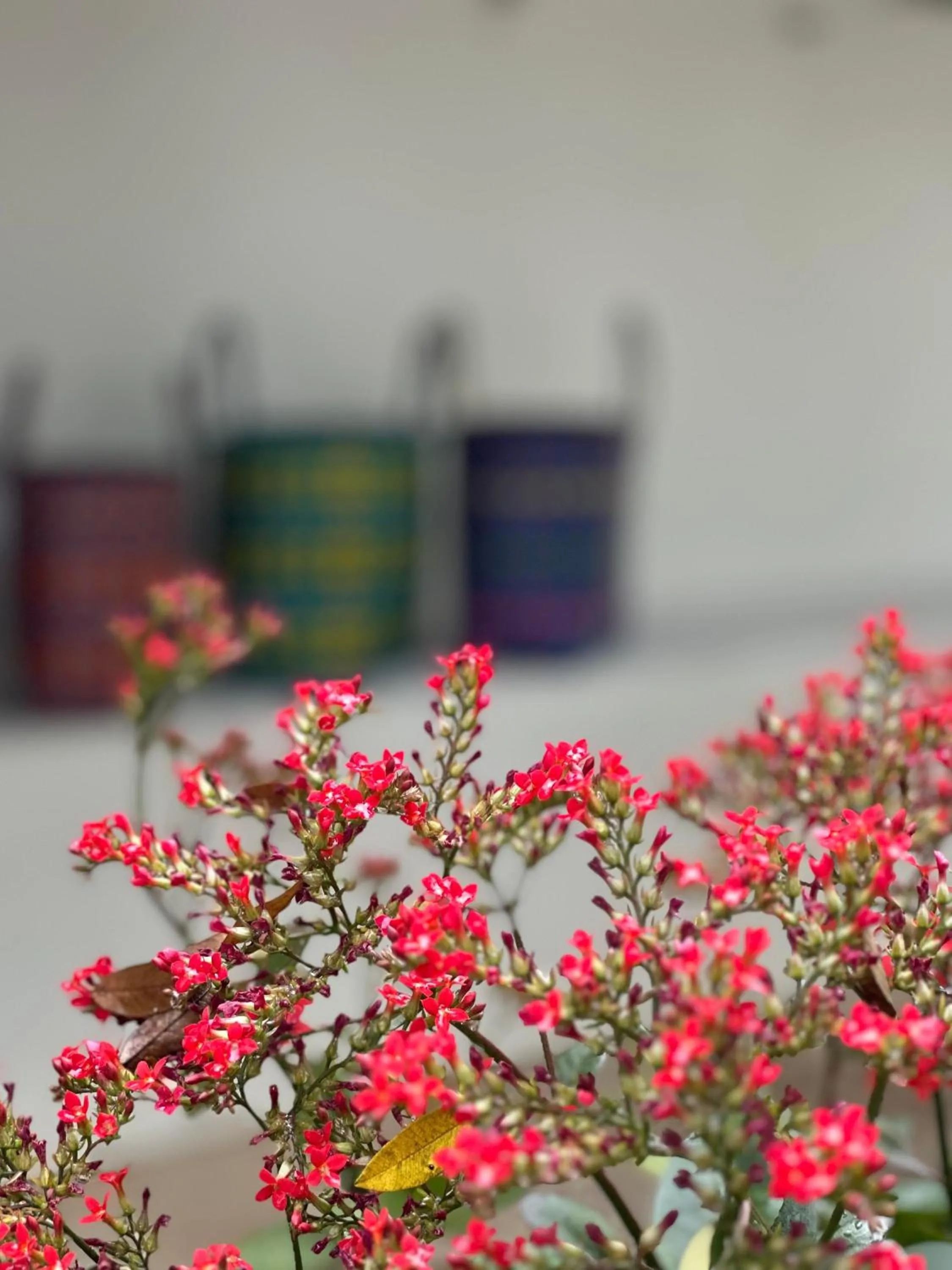 Garden view in resort hoshihana